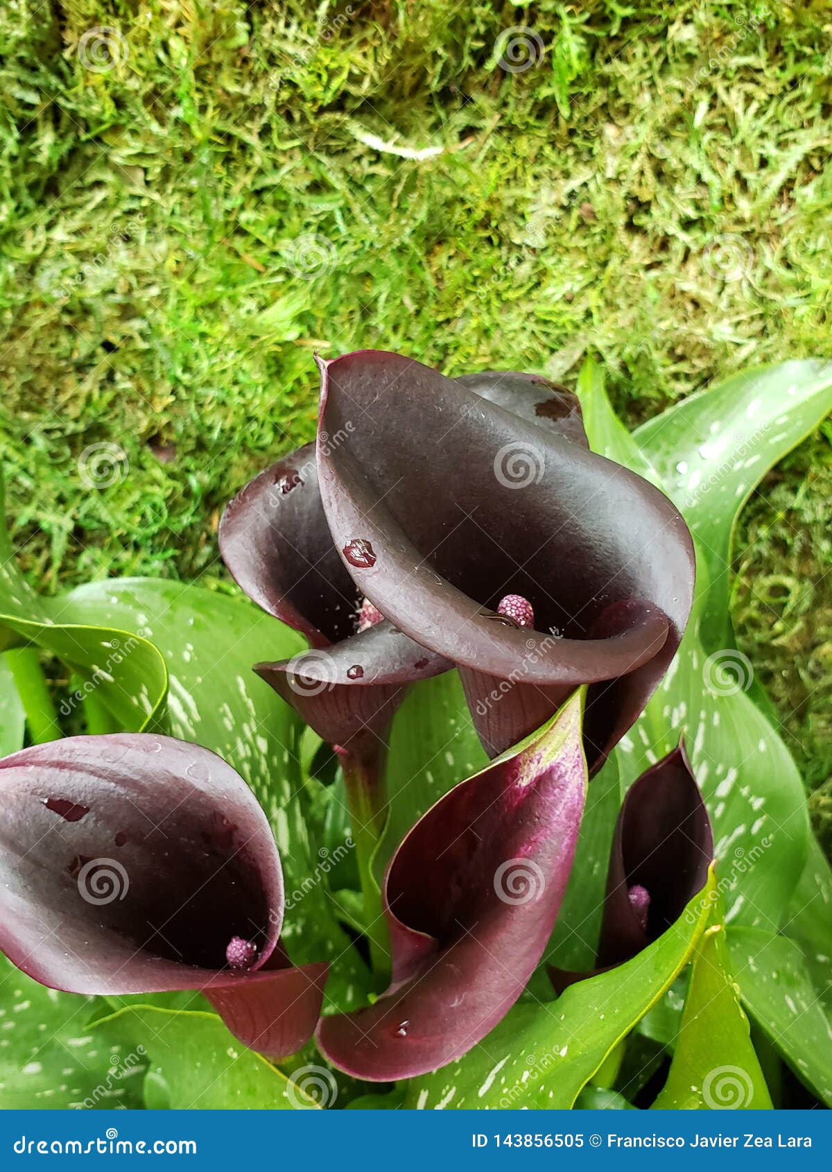 Flor Negra Del Alcatraz En Un Jardín Botánico En Estación De Primavera  Imagen de archivo - Imagen de aroma, oscuro: 143856505