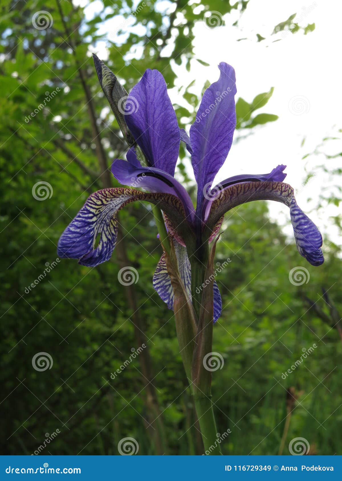 Flor O Flor De Lis Azul Del Iris De Peruber Imagen de archivo - Imagen de  azul, planta: 116729349