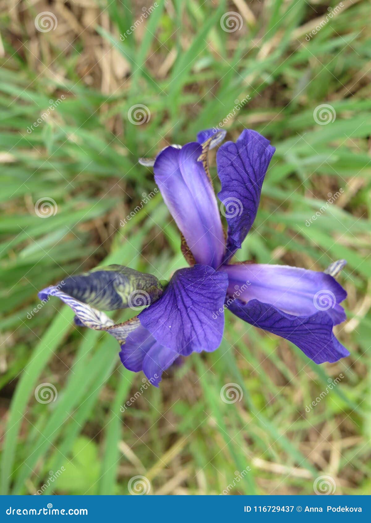 Flor O Flor De Lis Azul Del Iris De Peruber Imagen de archivo - Imagen de  traste, prado: 116729437