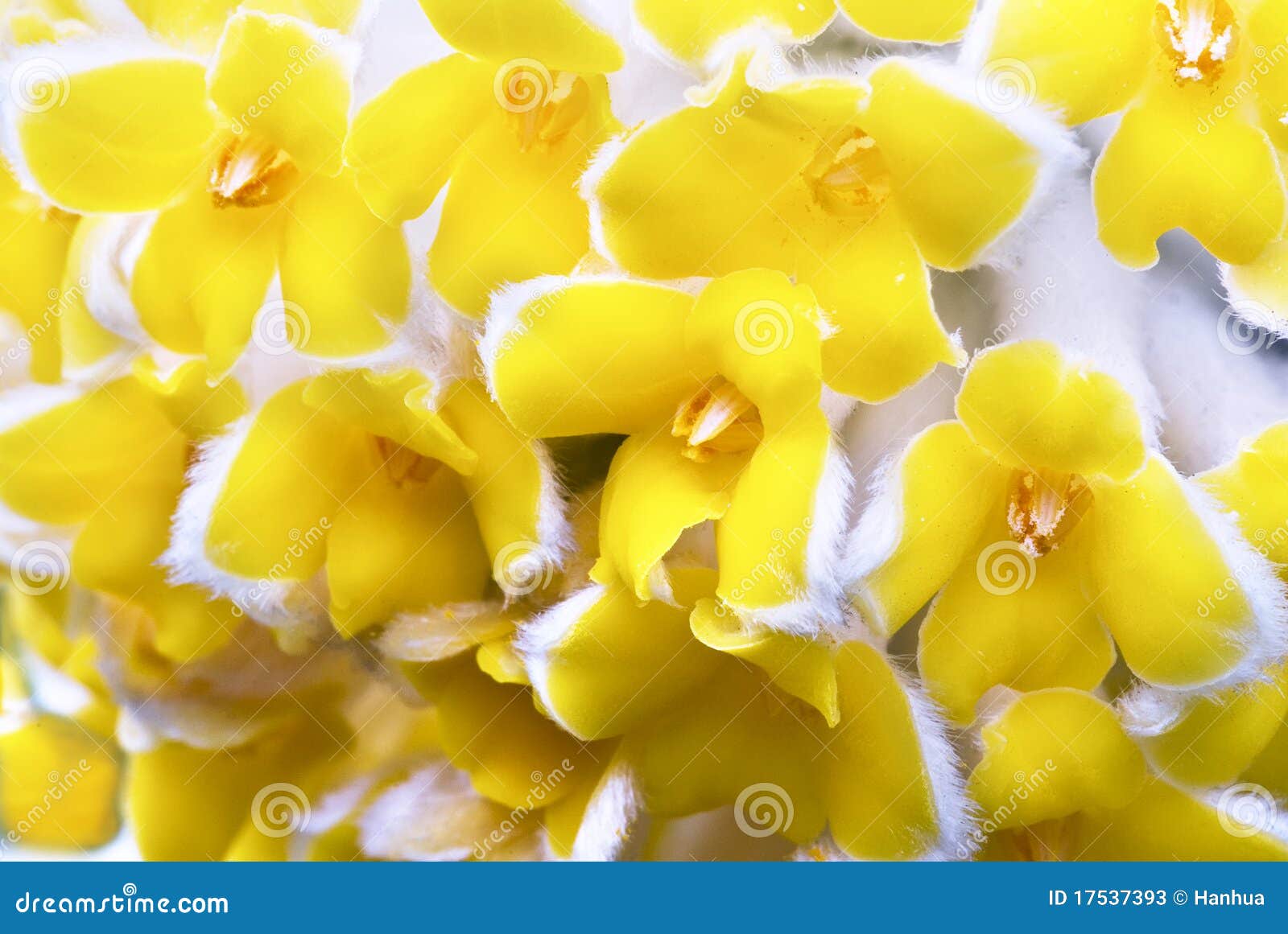 Flor Oriental De Paperbush Imagen De Archivo Imagen De Hermoso 17537393