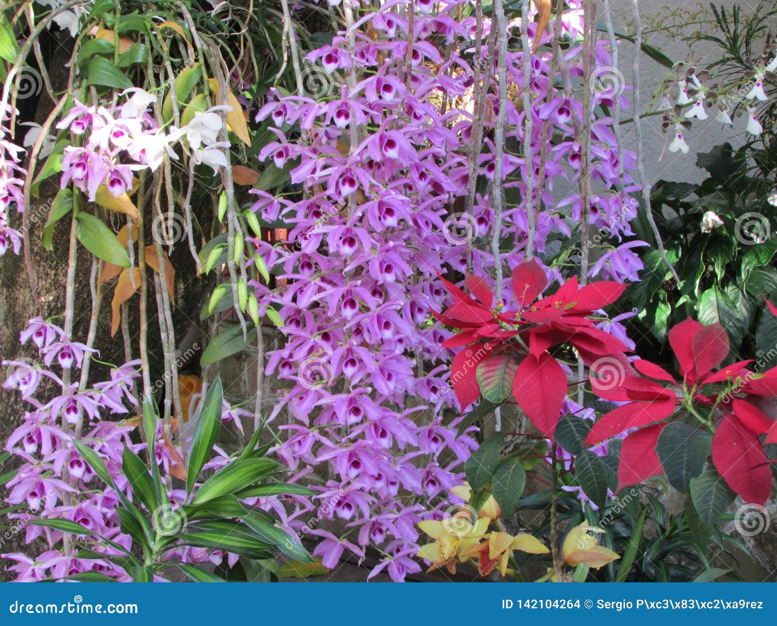 Flor Orquideas stock photo. Image of camara, orquideas - 142104264