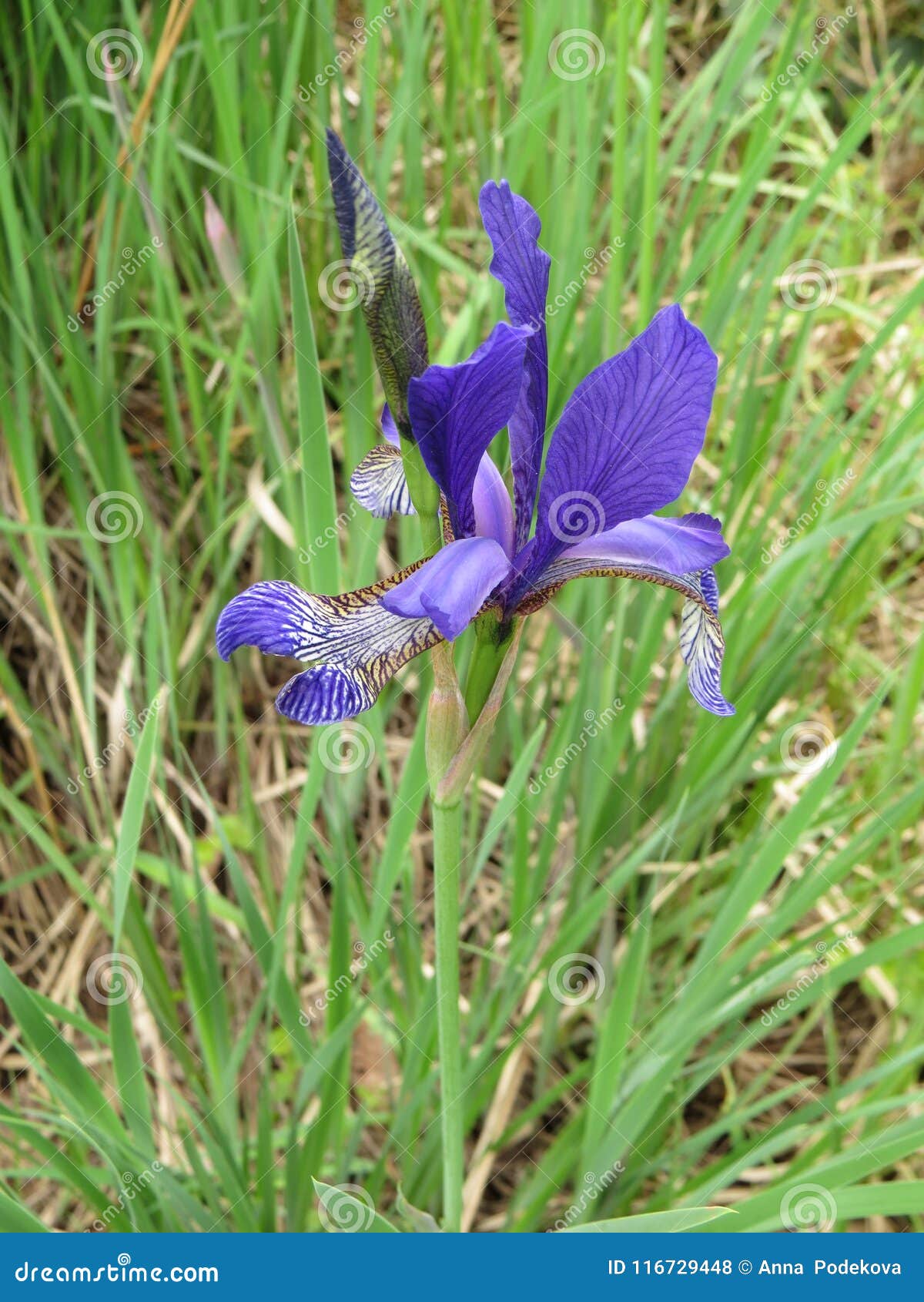 Flor Ou Flor De Lis Azul Da íris De Peruber Foto de Stock - Imagem de  folhas, grama: 116729448