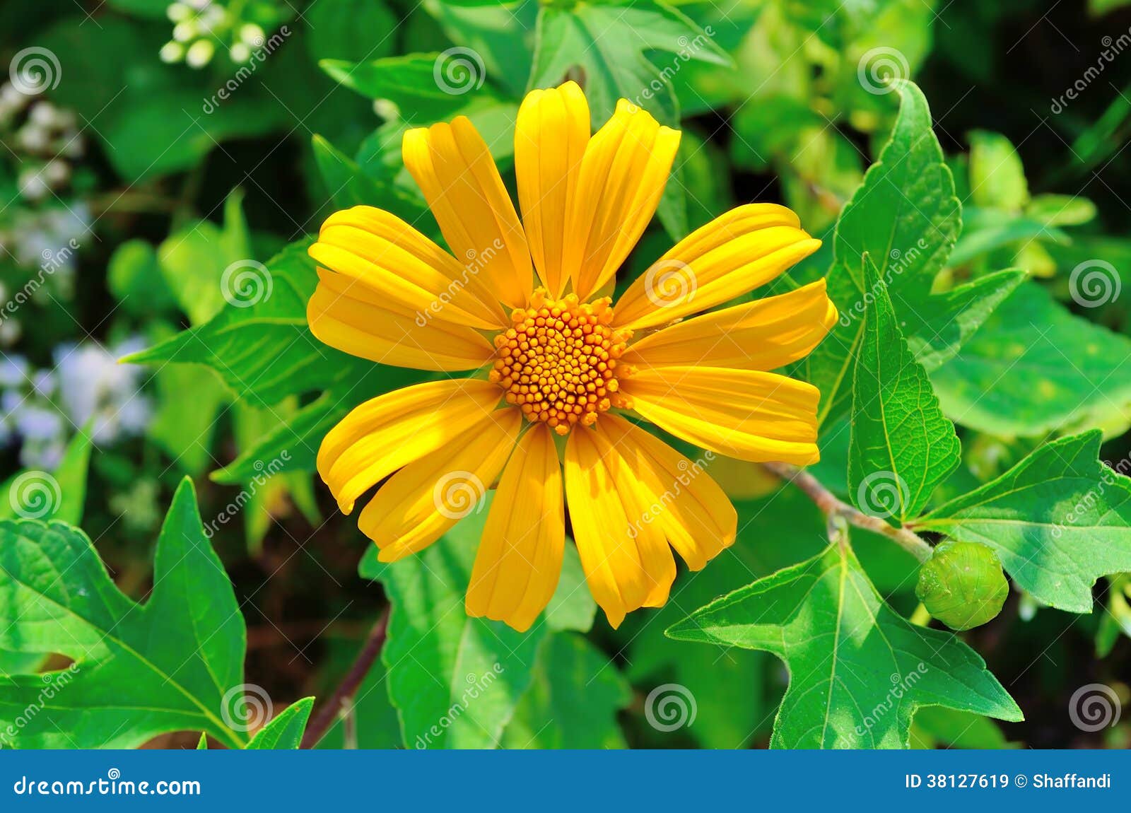 Flor ou girassol amarelo imagem de stock. Imagem de frescor - 38127619