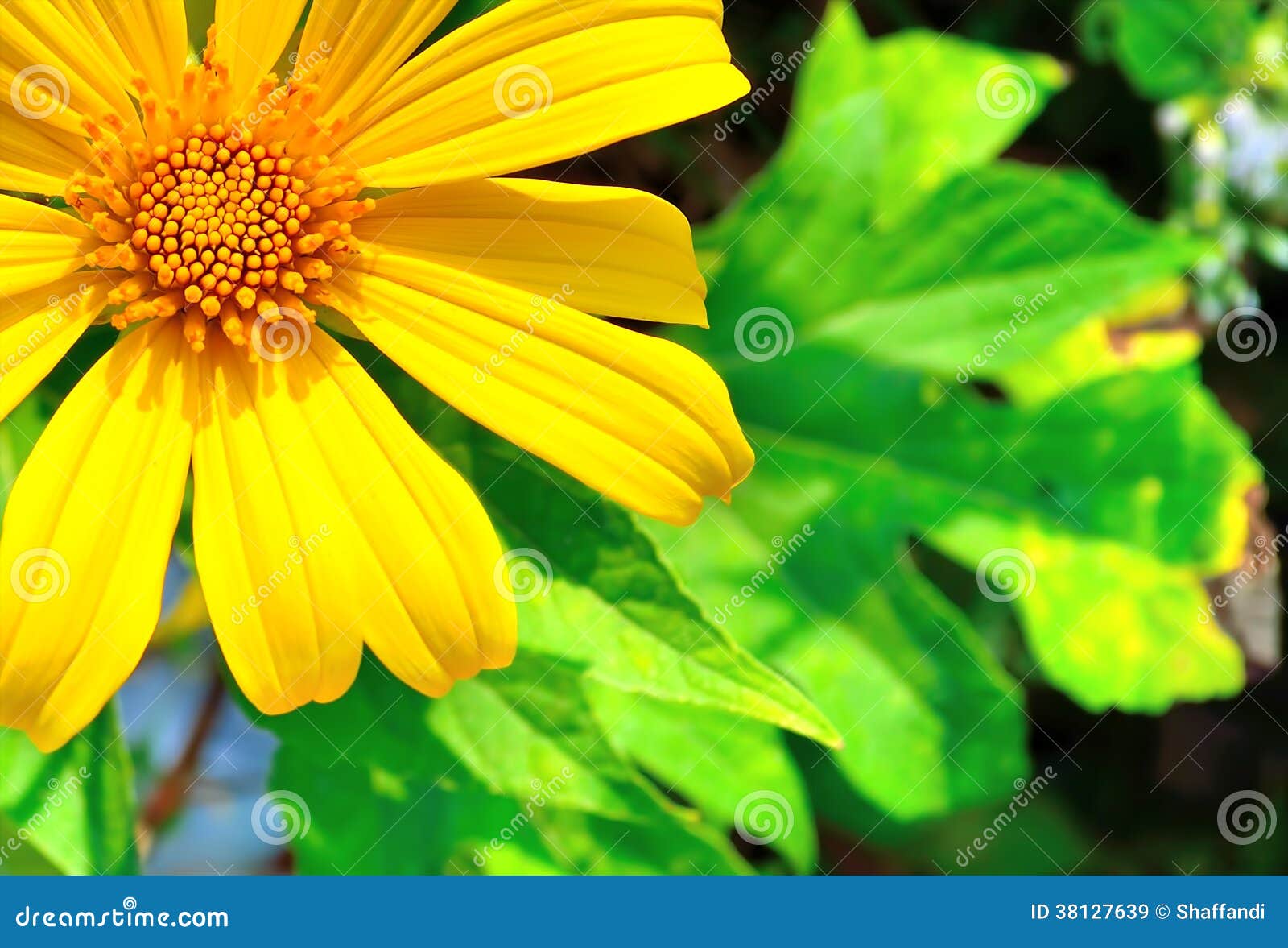 Flor ou girassol amarelo imagem de stock. Imagem de floral - 38127639