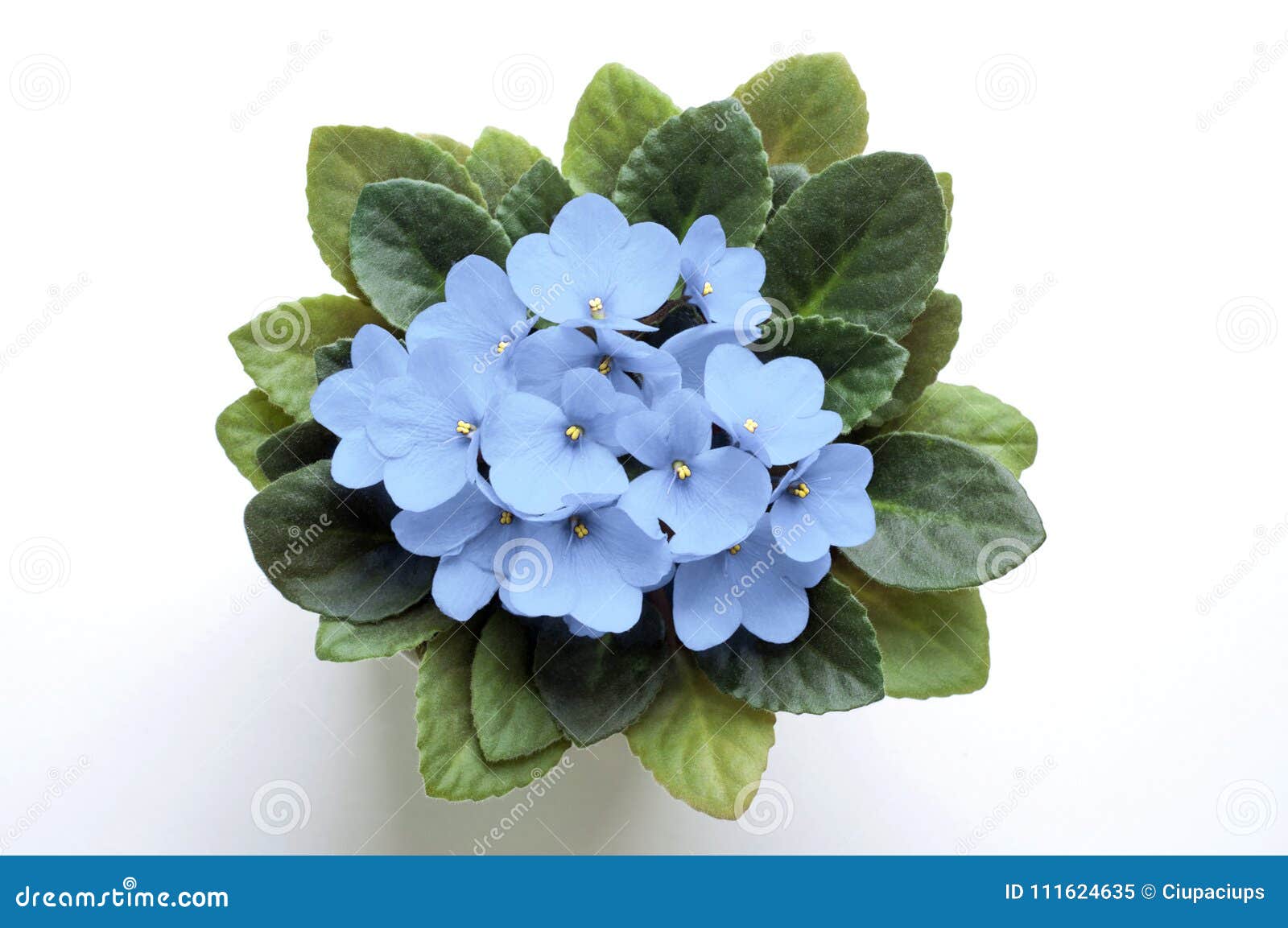Flor Pálida De La Violeta Africana Del Saintpaulia Del Azul De Cielo Desde  Arriba Imagen de archivo - Imagen de verde, colorido: 111624635