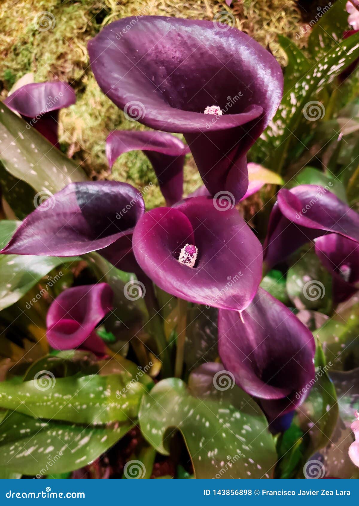 Purple Alcatraz Flower in a Botanical Garden in Spring Season Foto de  archivo - Imagen de planta, verano: 143856898