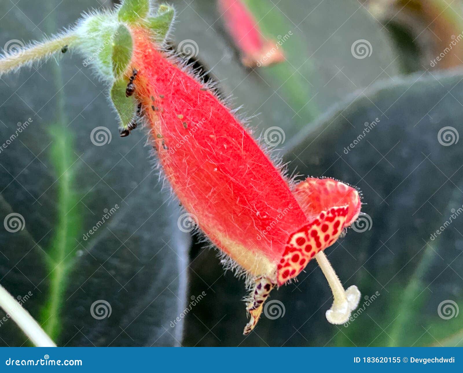 A Flor Peluda Em Forma De Sino No Ramo Imagem de Stock - Imagem de pronto,  florescer: 183620155