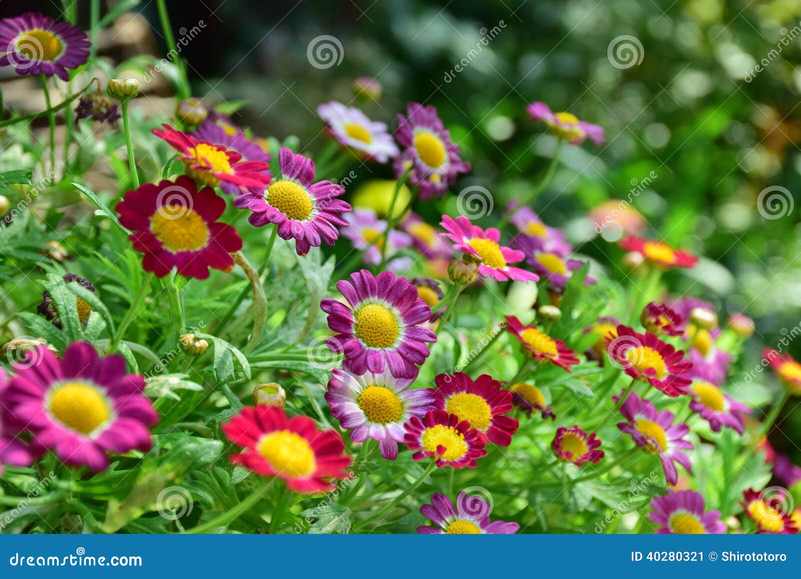 Flor pequena colorida imagem de stock. Imagem de floral - 40280321