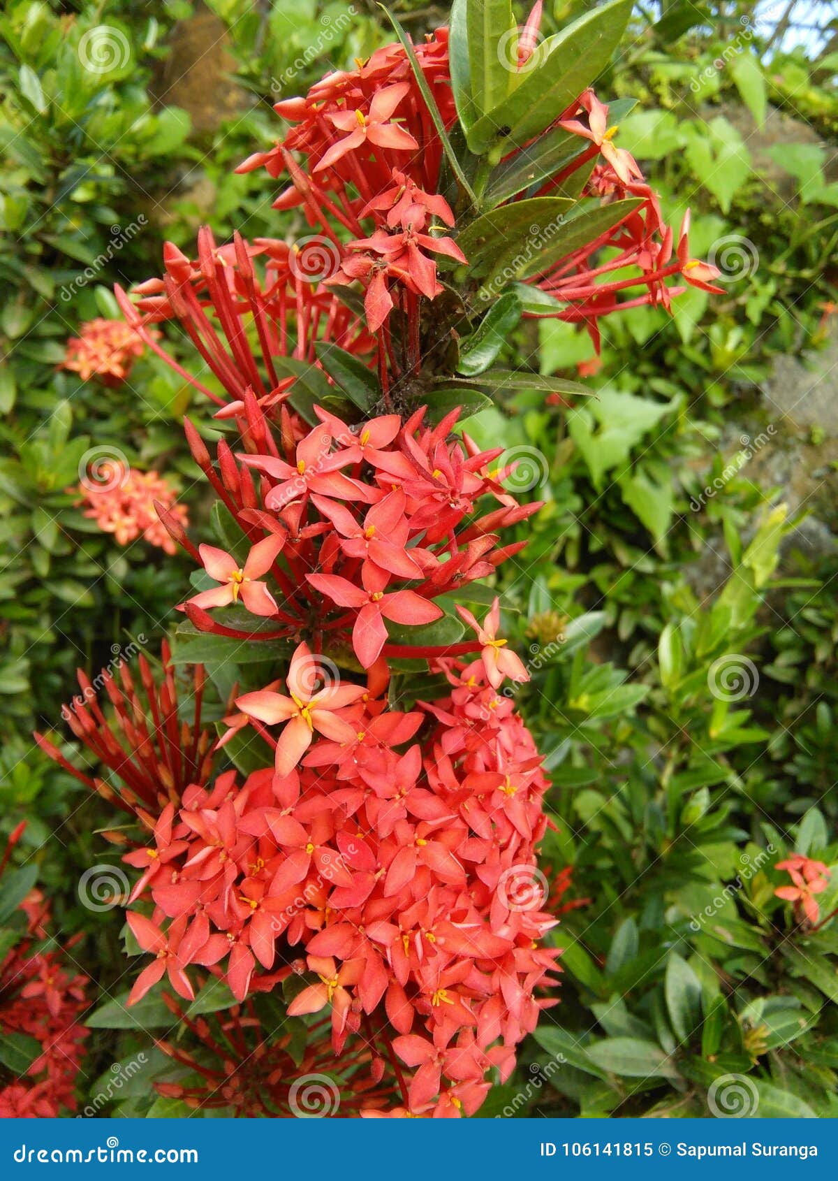 Flor Pequena Da Cor Vermelha De Fotos Naturais Bonitas Cingalesas Imagem de  Stock - Imagem de flor, porta: 106141815