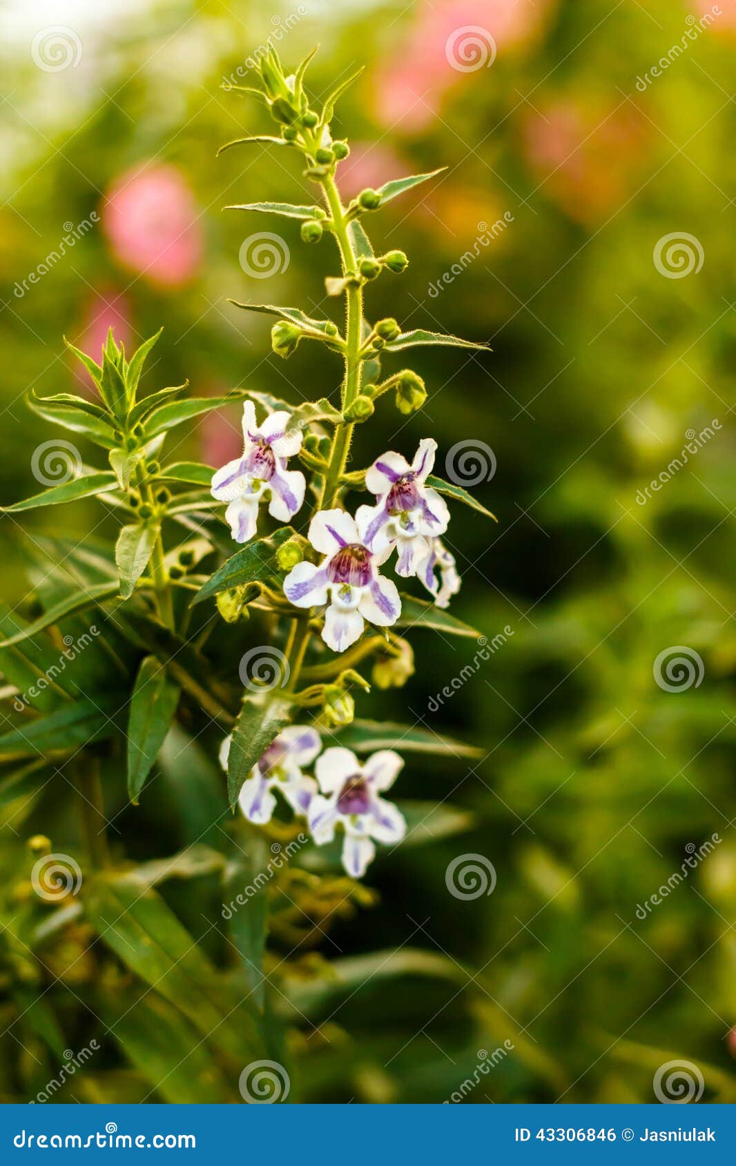 Flor pequena da orquídea foto de stock. Imagem de alpes - 43306846