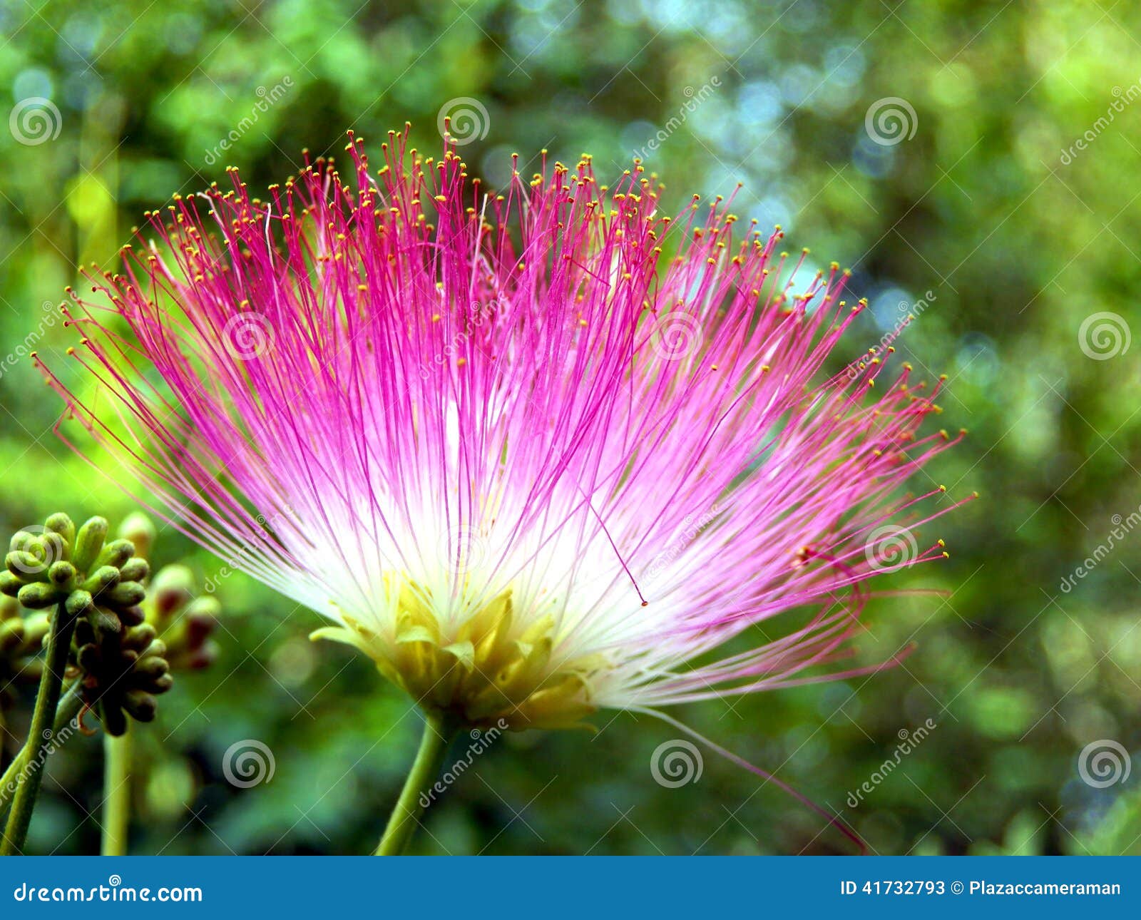 Flor Persa Da árvore De Seda Imagem de Stock - Imagem de estames, tropical:  41732793