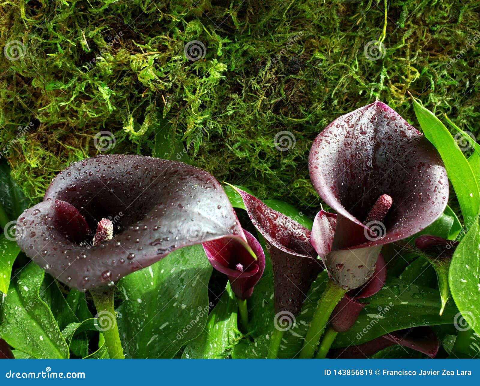 Black Alcatraz Flower in a Botanical Garden in Spring Season Imagem de  Stock - Imagem de vida, jardim: 143856819