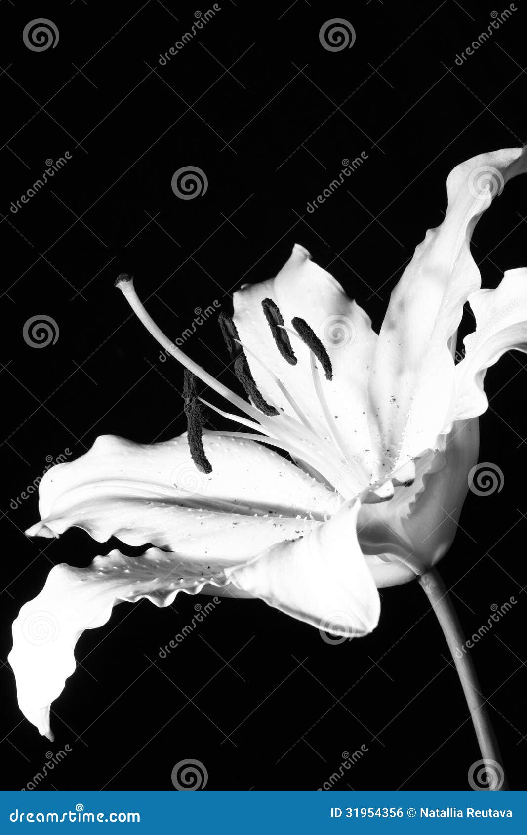 Lírio preto e branco foto de stock. Imagem de matiz, jardim - 31954356, image size:1067x1690