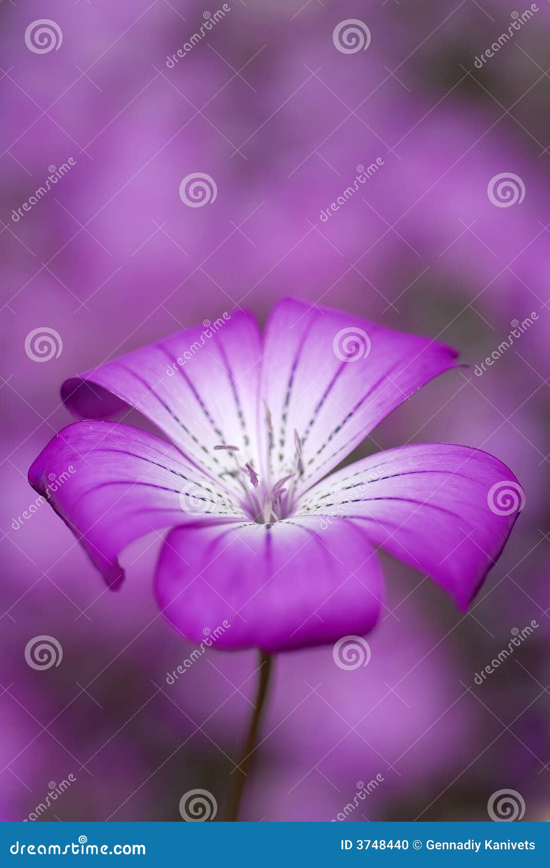 Foto macra de la flor púrpura en el fondo púrpura