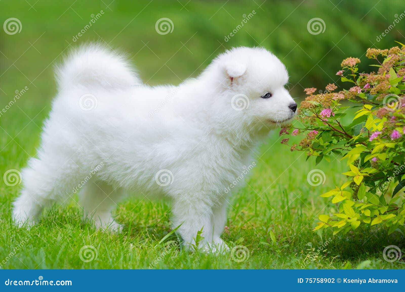 Cachorro Cachorro Samoyedo Oliendo Una Flor Foto de archivo - Imagen de  verano, samoyedo: 75758902, image size:1600x1157