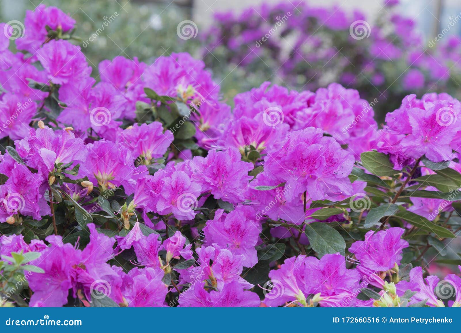 Flor Real Azalea, Color Violeta, Radiante Azaleas Violetas Floridas En El  Jardín De Invierno Imagen De Cierre Horizontal De Foto de archivo - Imagen  de hermoso, hoja: 172660516