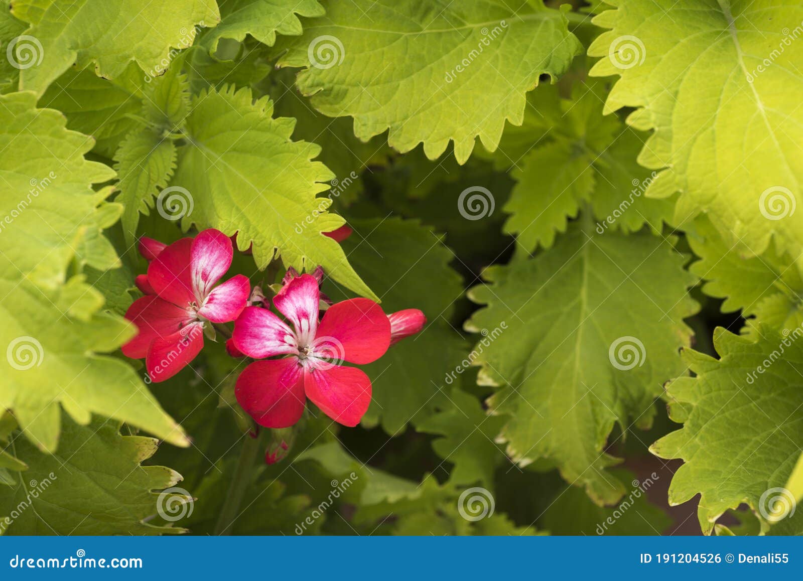 Flor Roja única De La Planta De Geranio. Foto de archivo - Imagen de verano, crisol: 191204526 Flor Roja única De La Planta De Geranio. Foto de archivo - Imagen de verano, crisol: 191204526