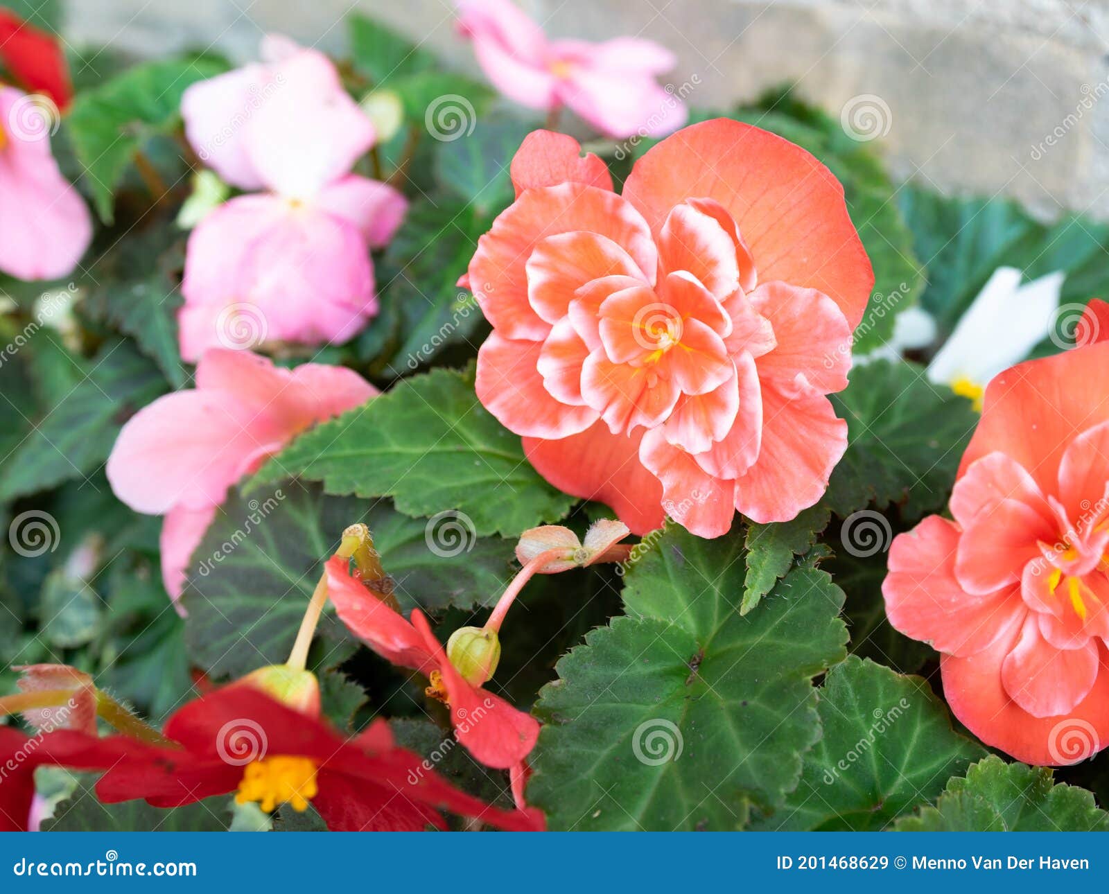 Flor Roja Clara De Doble Begonia Imagen de archivo - Imagen de color,  planta: 201468629