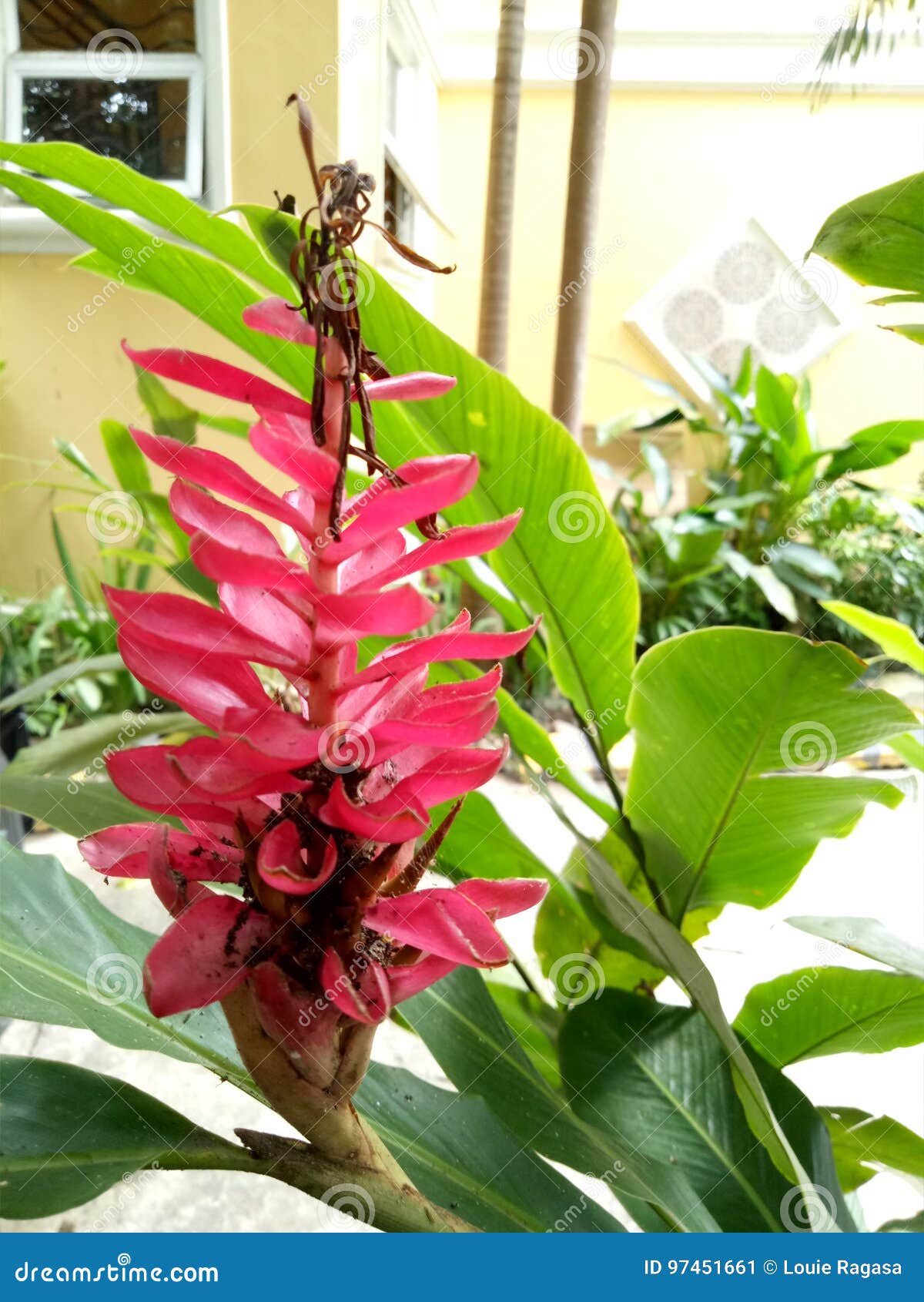 Flor Roja De Aves Del Paraíso Imagen de archivo - Imagen de rojo, planta:  97451661