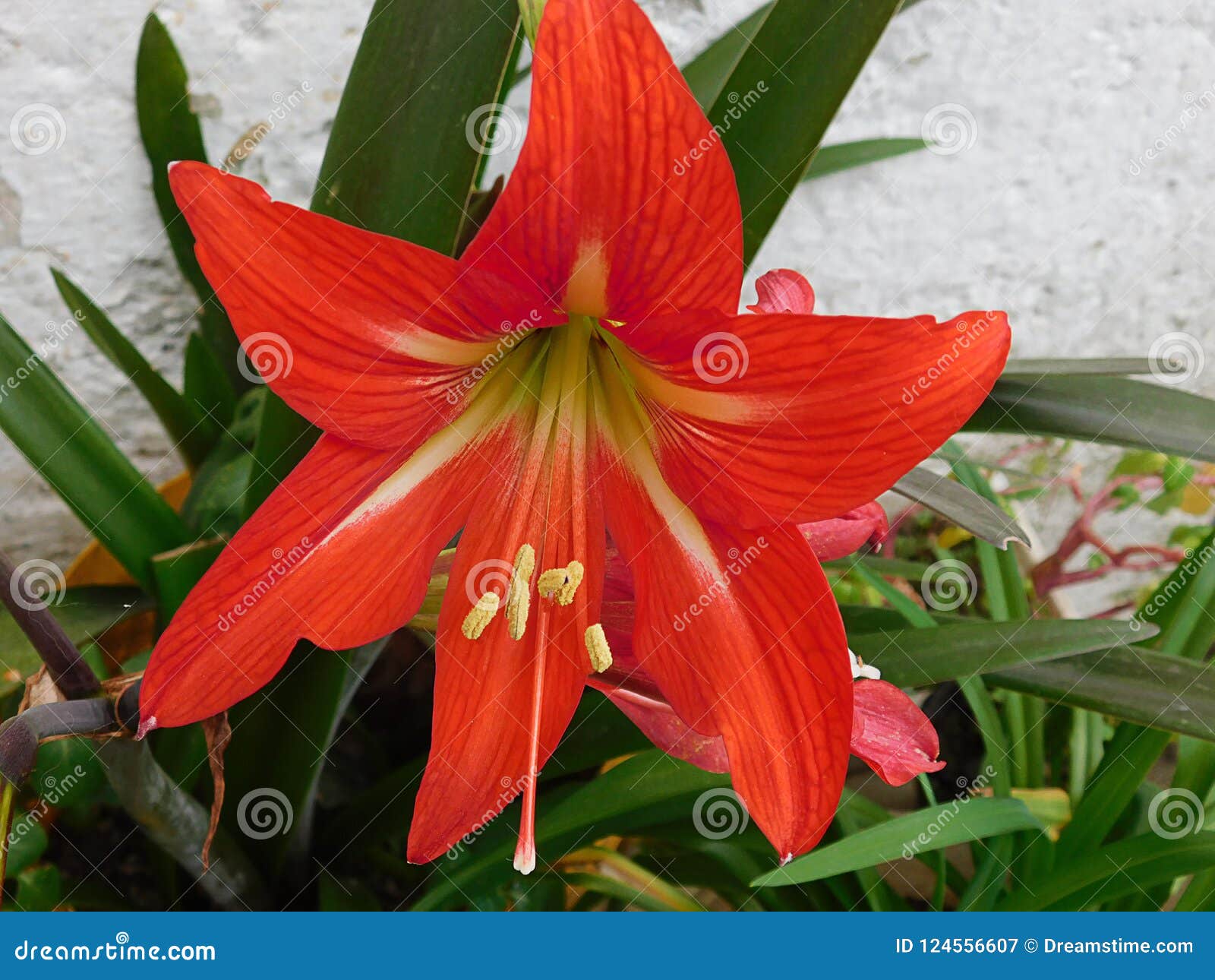 Flor Roja De Azucena Que Embellece Los Jardines Imagen de archivo - Imagen  de texturas, colores: 124556607