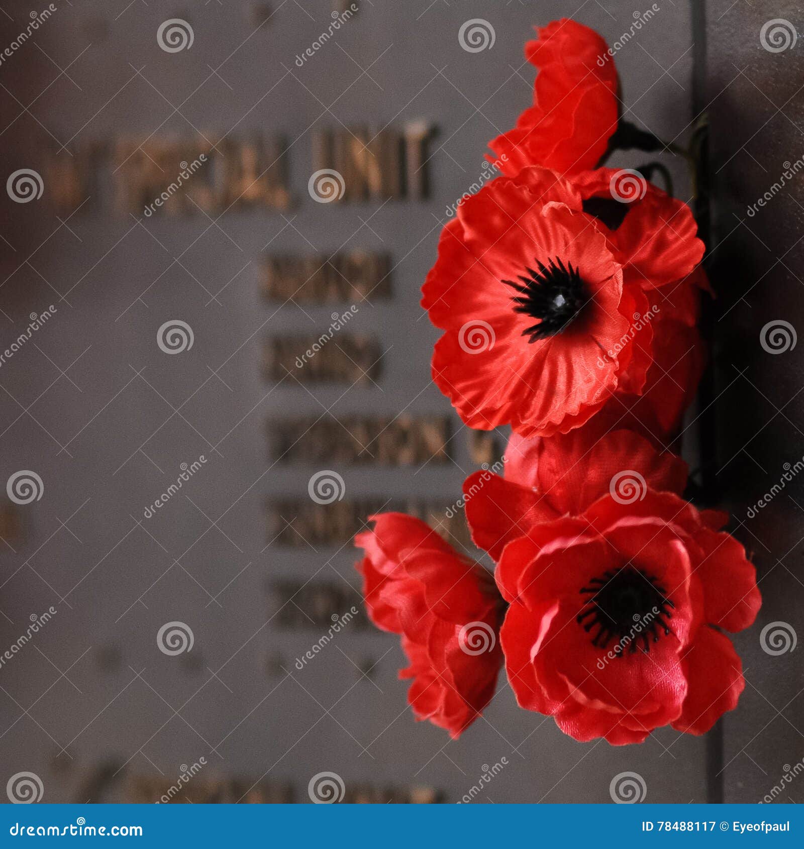 Flor Roja De La Amapola Al Tributo Al Soldado De Veterano En La Guerra  Imagen de archivo - Imagen de capital, anzac: 78488117