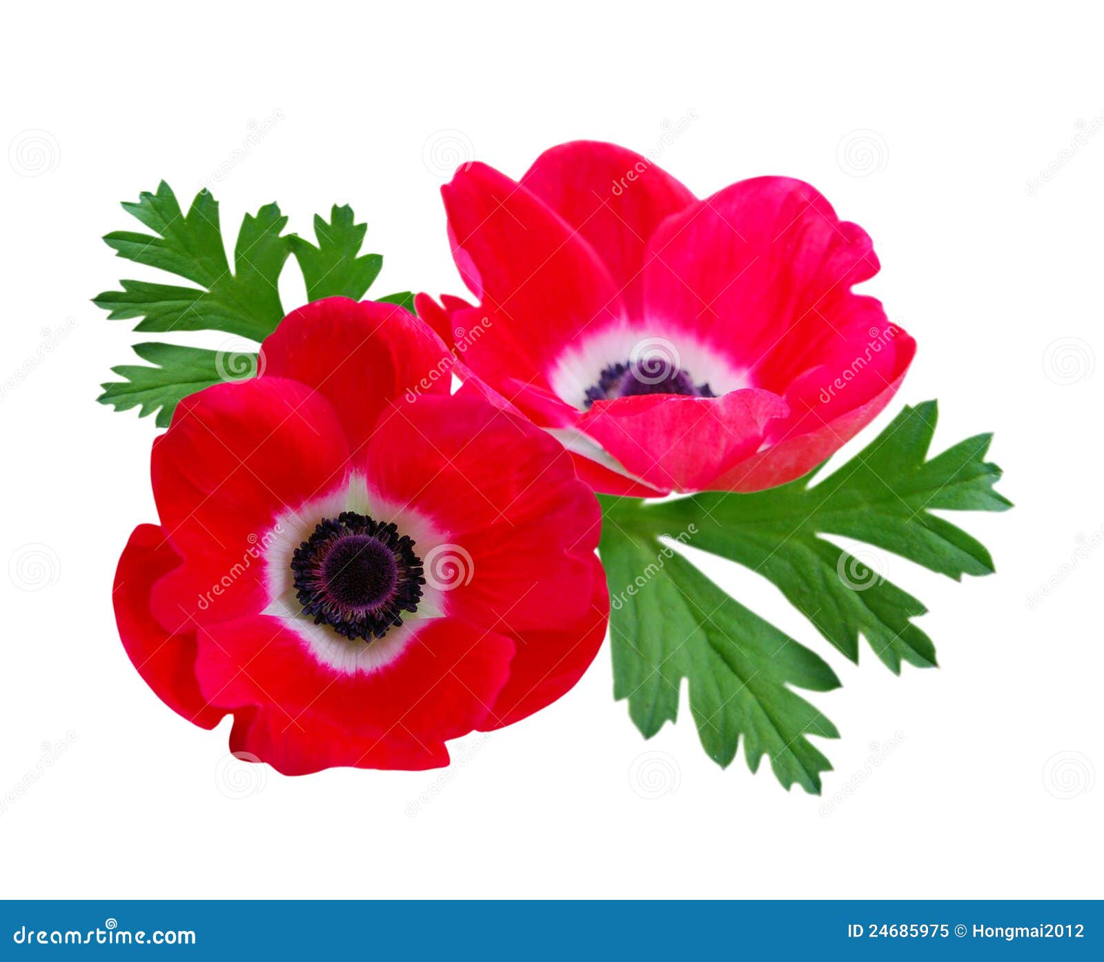 Details 100 anemona flor roja