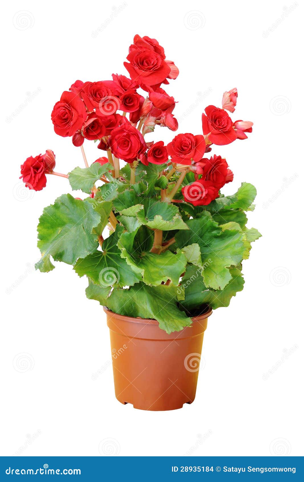 Flor roja de la begonia foto de archivo. Imagen de flor - 28935184