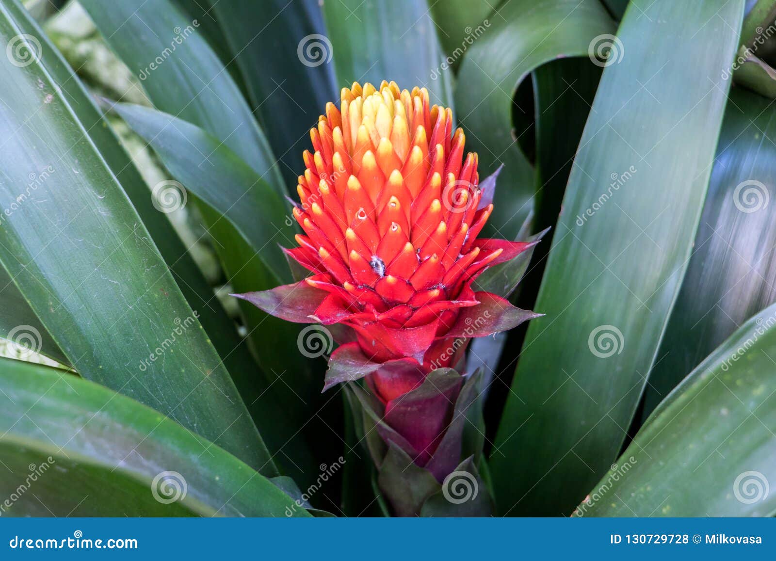 Flor Roja De La Piña - Bromelia Roja Foto de archivo - Imagen de flora,  grande: 130729728