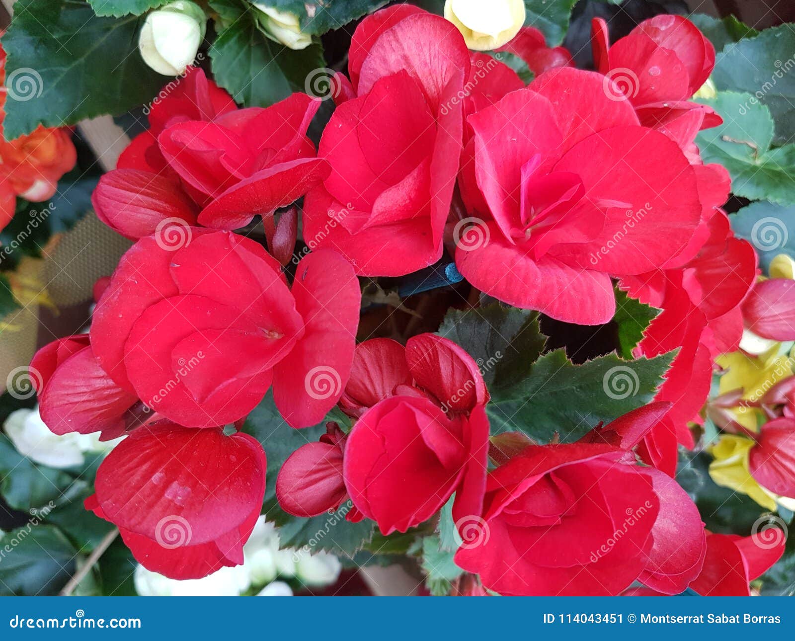 Details 300 imagen begonia flor roja