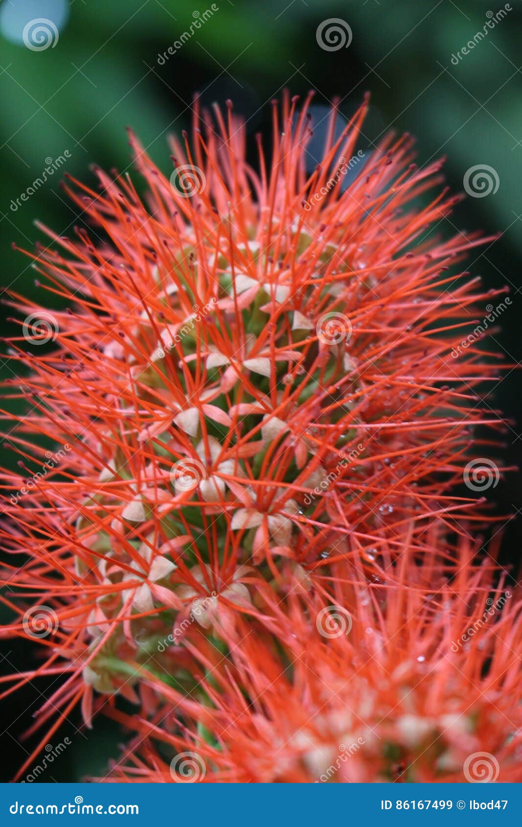 Flor roja de punta exótica imagen de archivo. Imagen de espinoso - 86167499