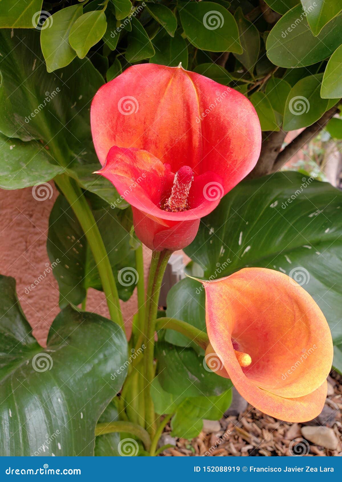 Flor Roja Del Alcatraz En Un Jardín Imagen de archivo - Imagen de colorido,  floral: 152088919