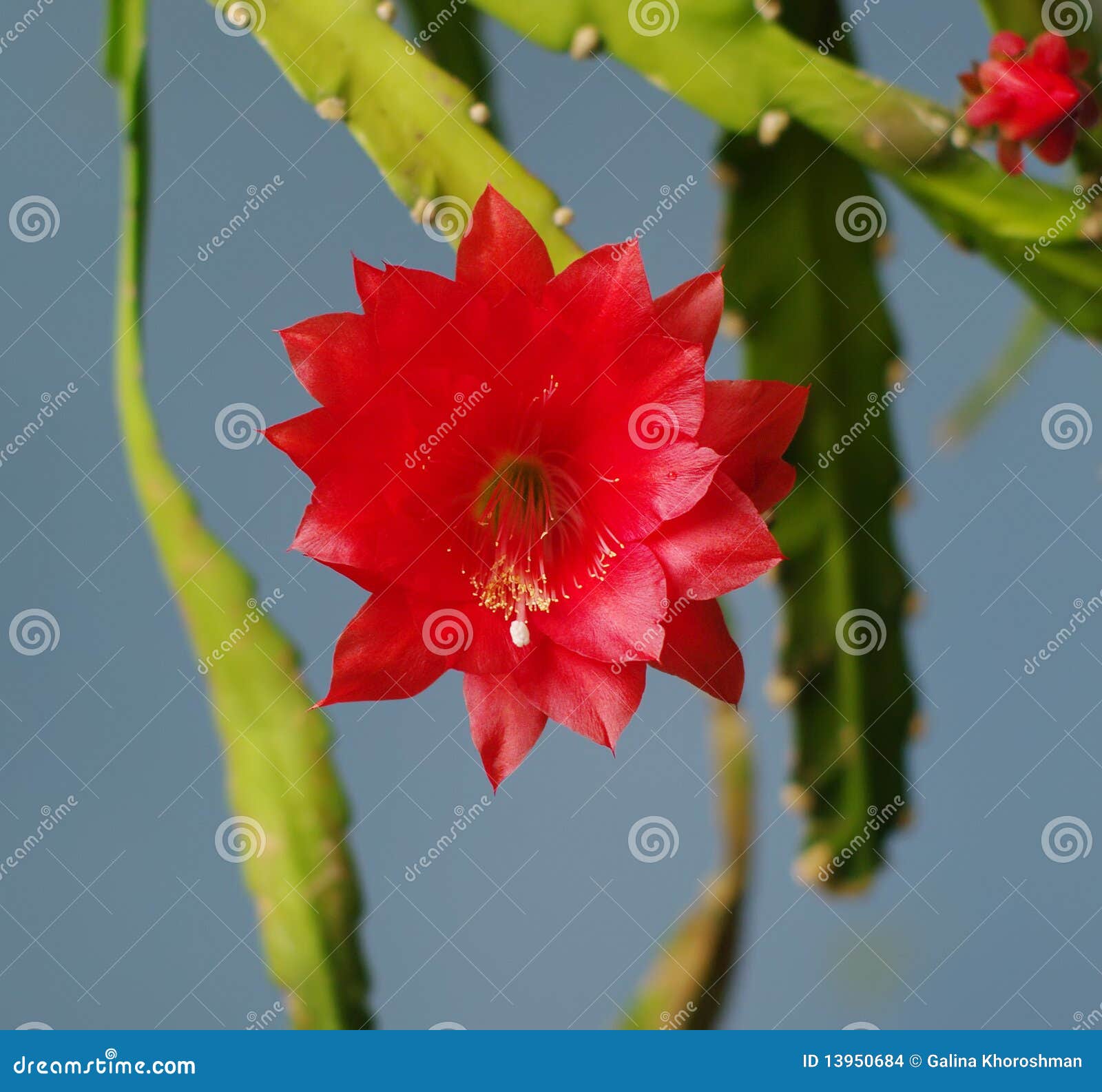 Flor roja del cacto foto de archivo. Imagen de hoja, cierre - 13950684