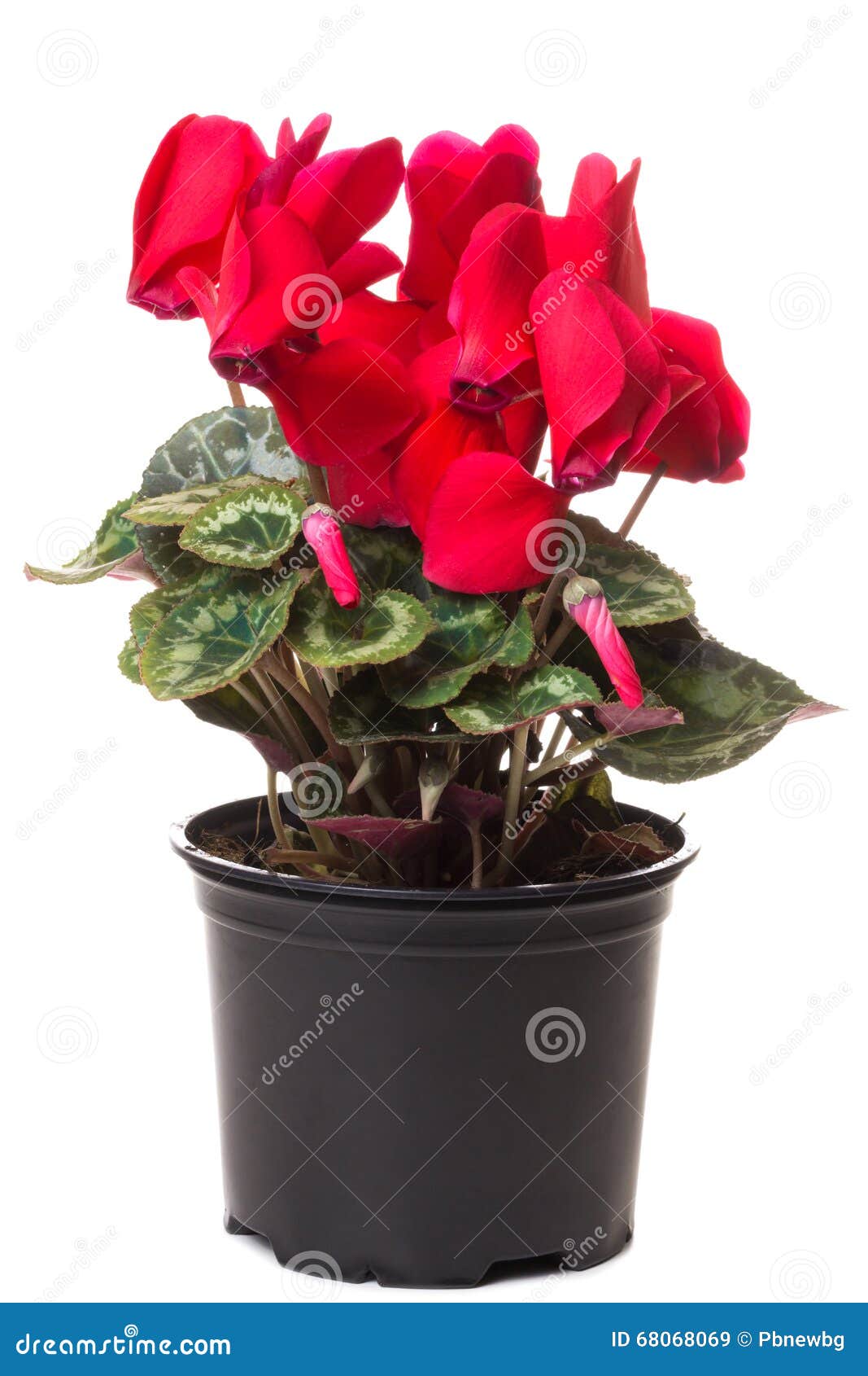 Flor roja del ciclamen imagen de archivo. Imagen de follaje - 68068069