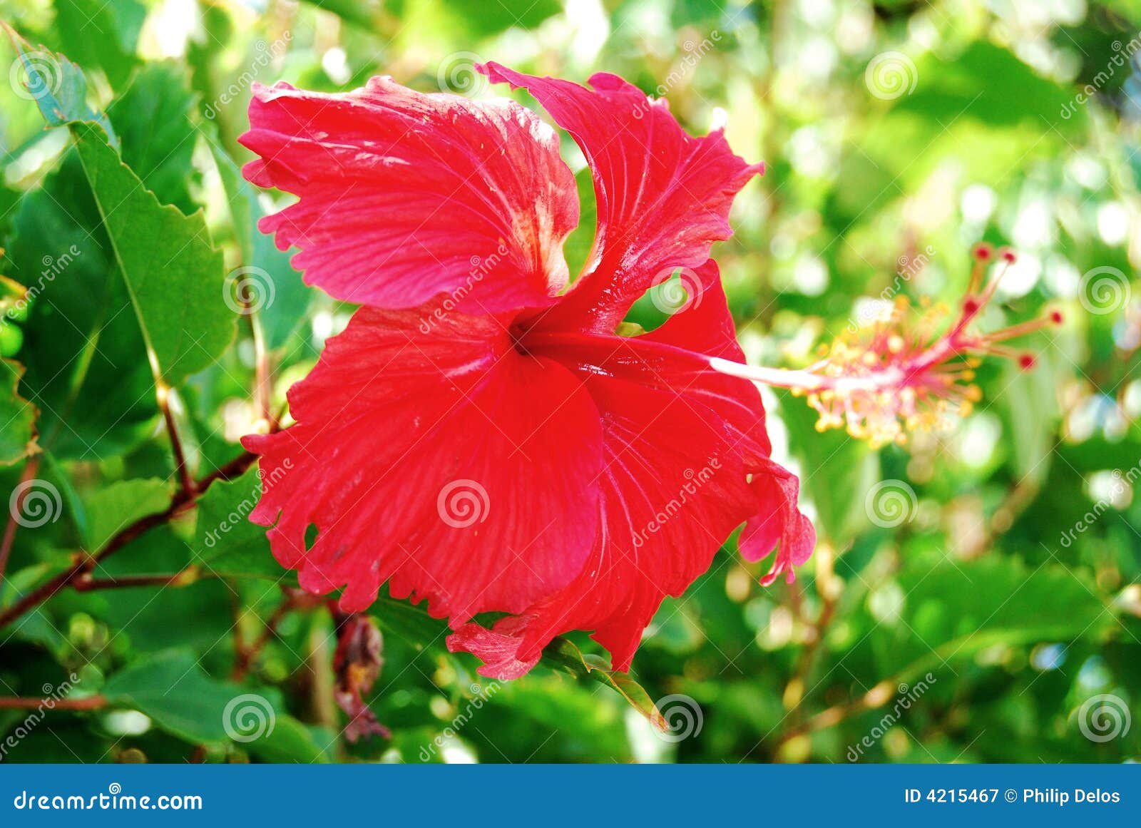594 Flor Roja El Caribe Fotos de stock - Fotos libres de regalías de  Dreamstime