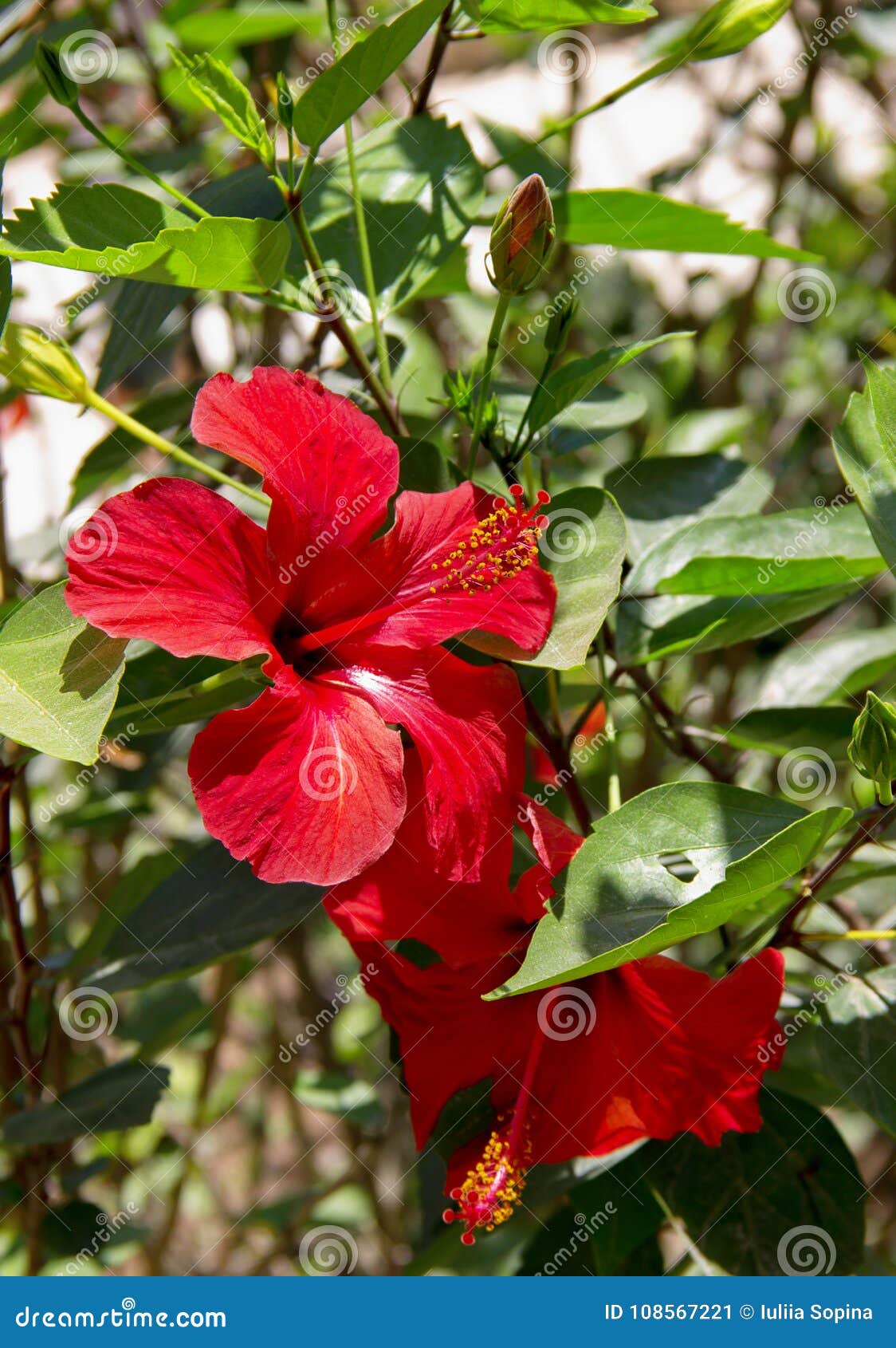 Flor Roja Del Hibisco Flor Exótica Imagen de archivo - Imagen de rojo,  flores: 108567221