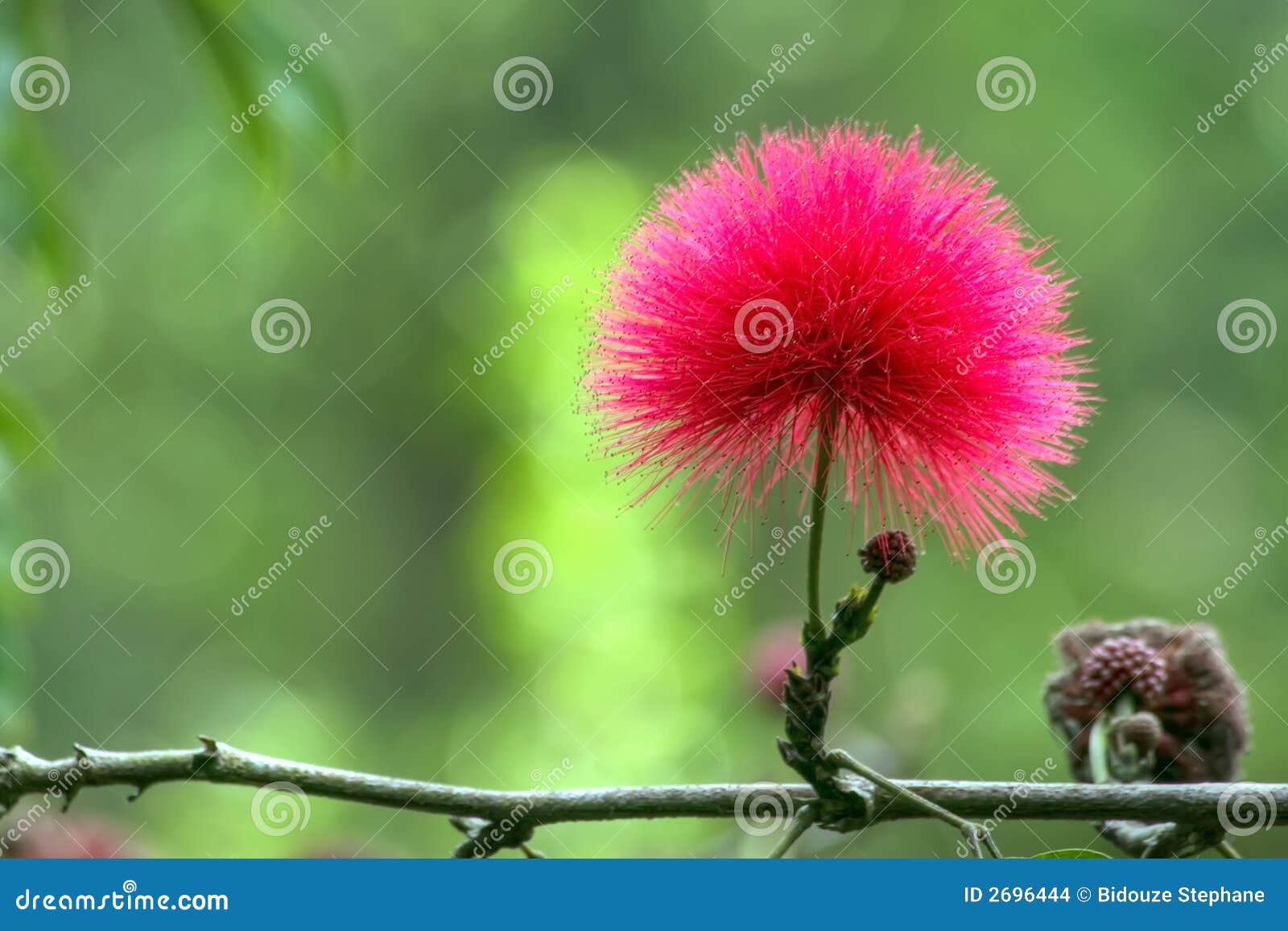 Flor roja del mimosa foto de archivo. Imagen de pompa - 2696444