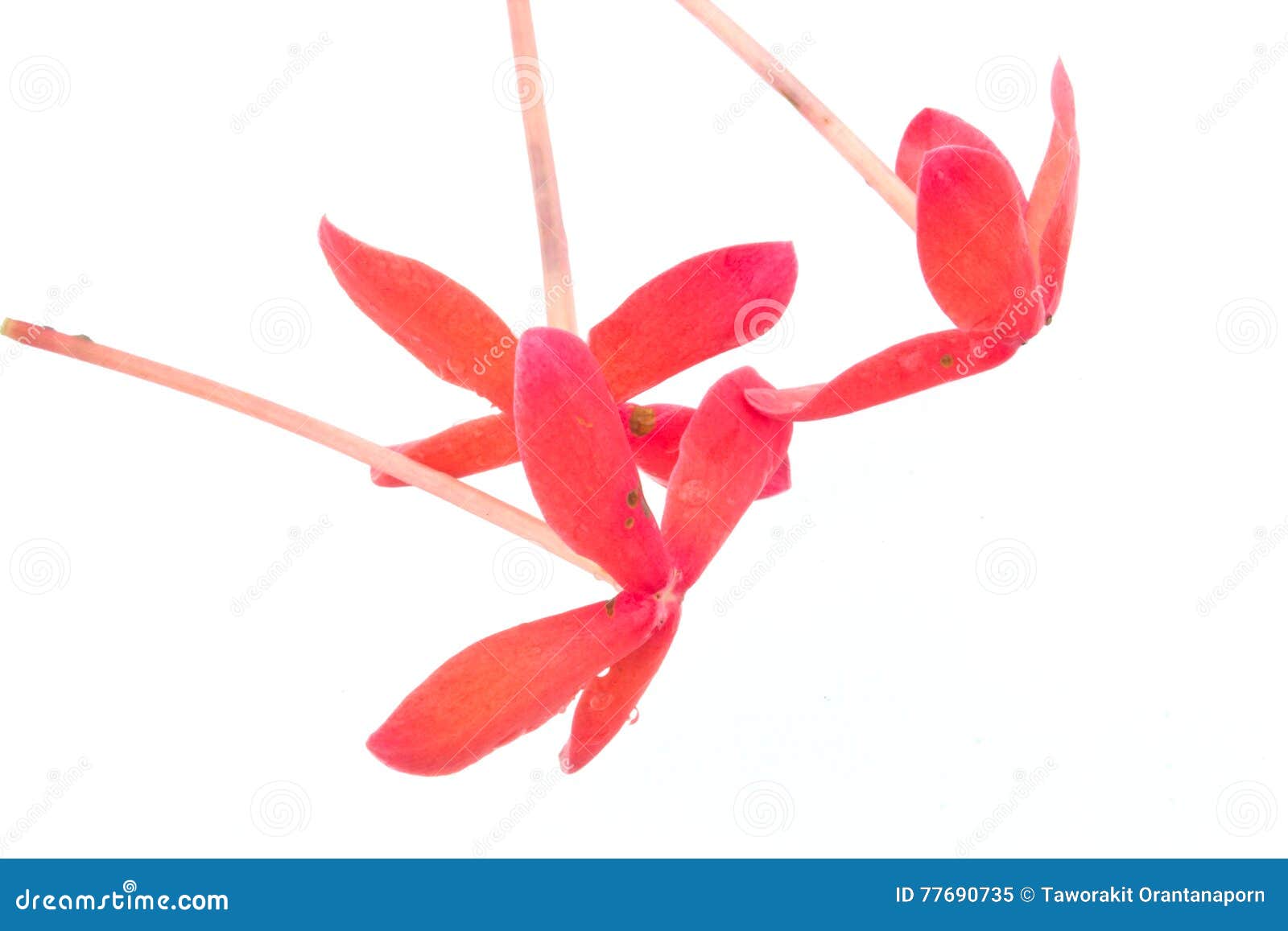 Flor roja dulce imagen de archivo. Imagen de anaranjado - 77690735