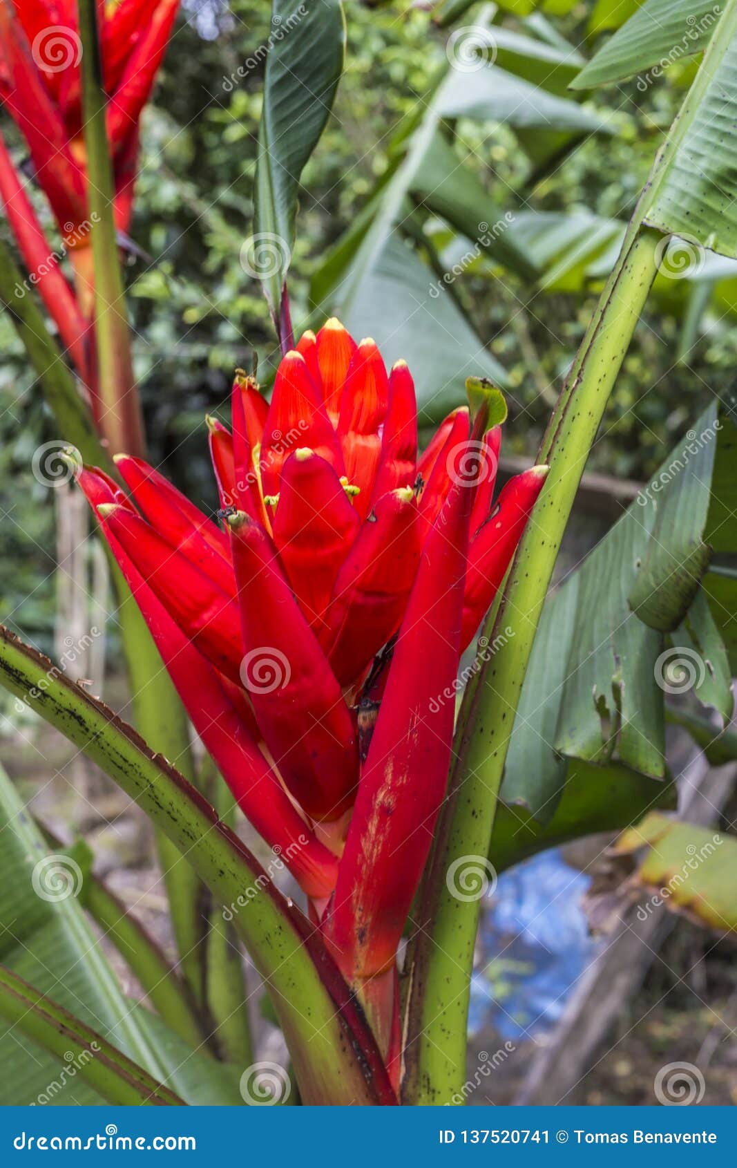 Flor Roja Exótica En La Reserva Natural Del Macizo De PeÃ±as Blancas,  Nicaragua Imagen de archivo - Imagen de plantas, travieso: 137520741