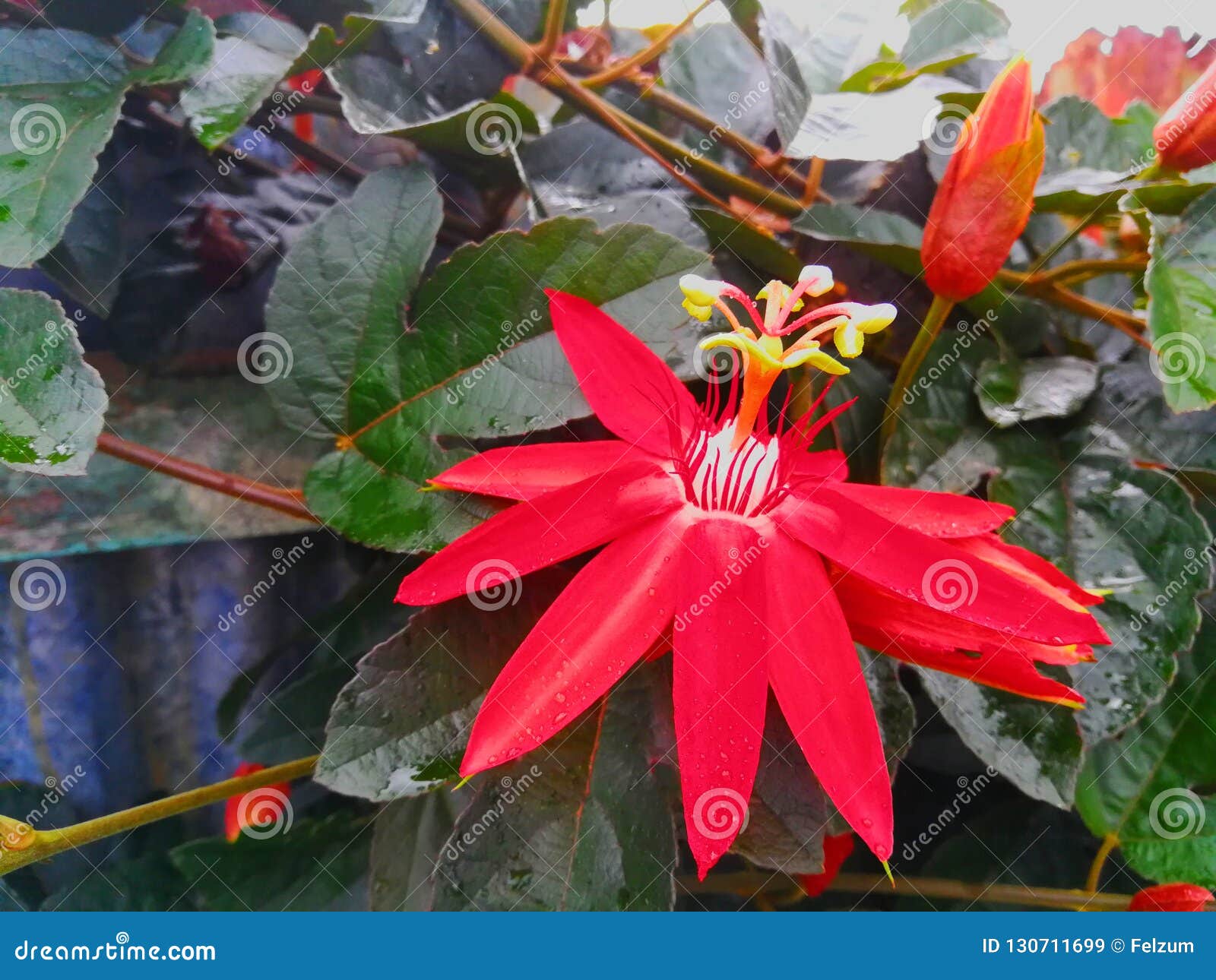 Flor Roja Planta Tropical Exótica Imagen de archivo - Imagen de flor,  planta: 130711699