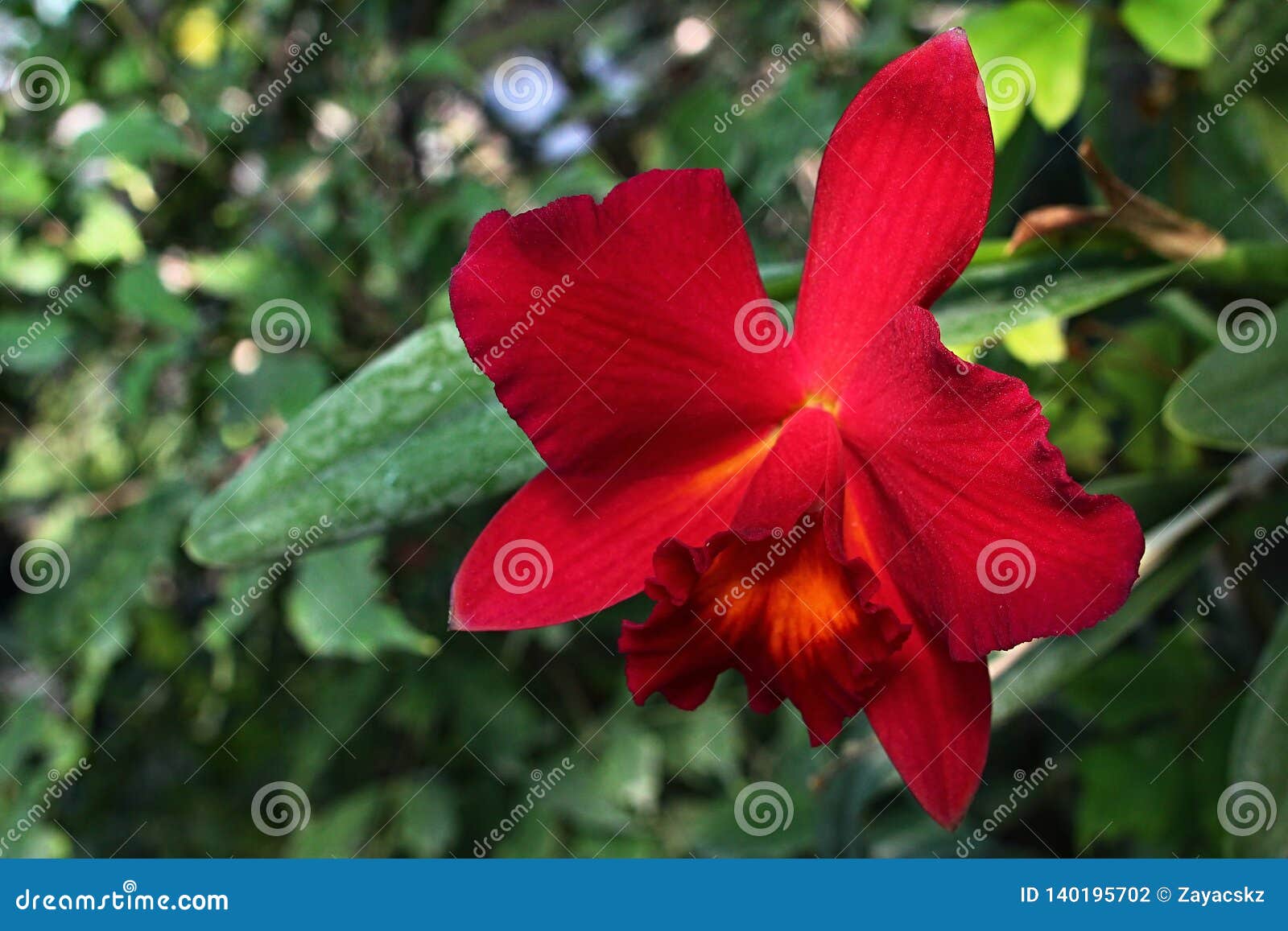 Flor Roja Rica De La Orquídea Cattleya Labiata, También Conocida Como  Cattleya Carmesí Foto de archivo - Imagen de brasil, también: 140195702