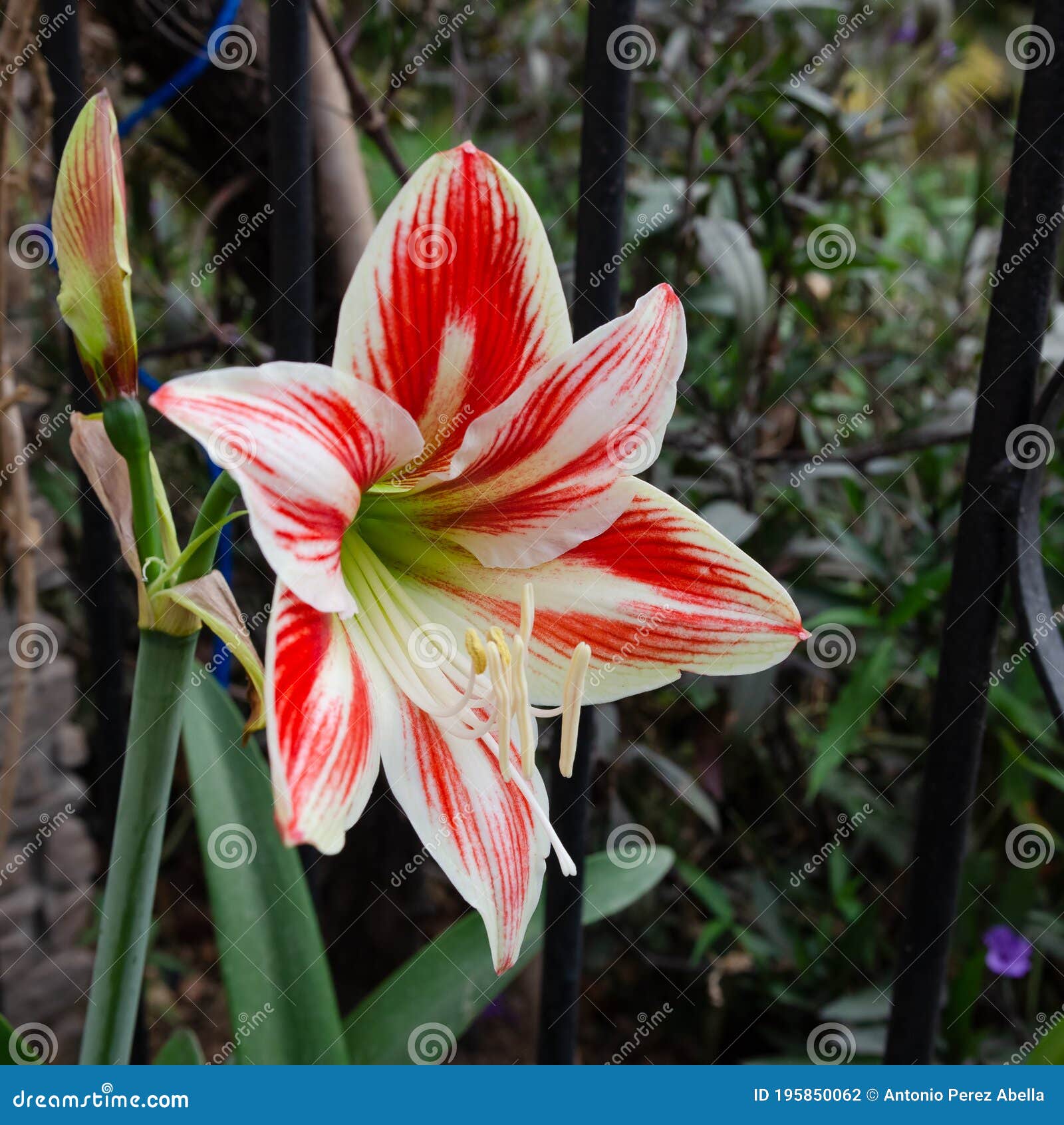 383 Hermafroditas Fotos de stock - Fotos libres de regalías de Dreamstime 383 Hermafroditas Fotos de stock - Fotos libres de regalías de Dreamstime