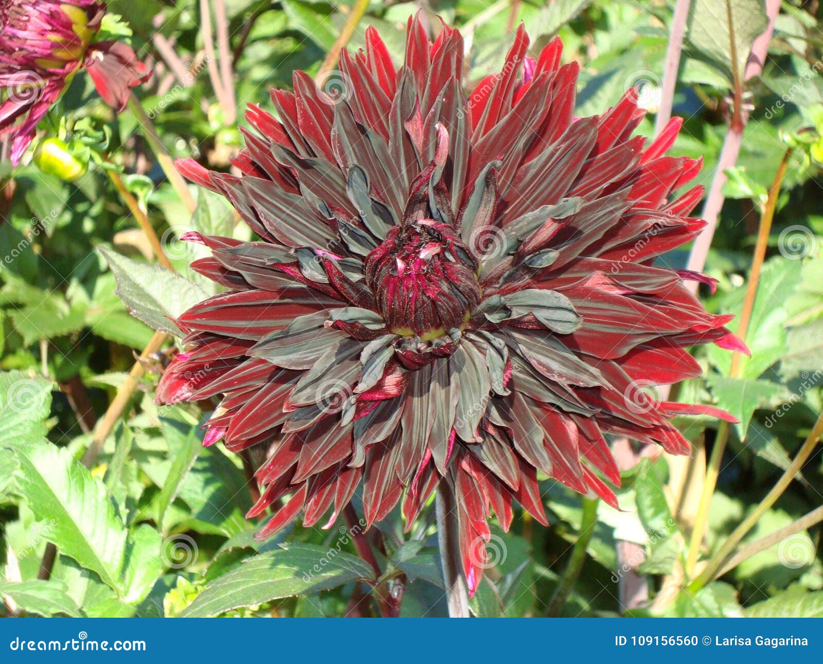 Flor Roja Y Negra De La Dalia Foto de archivo - Imagen de estacional,  verano: 109156560