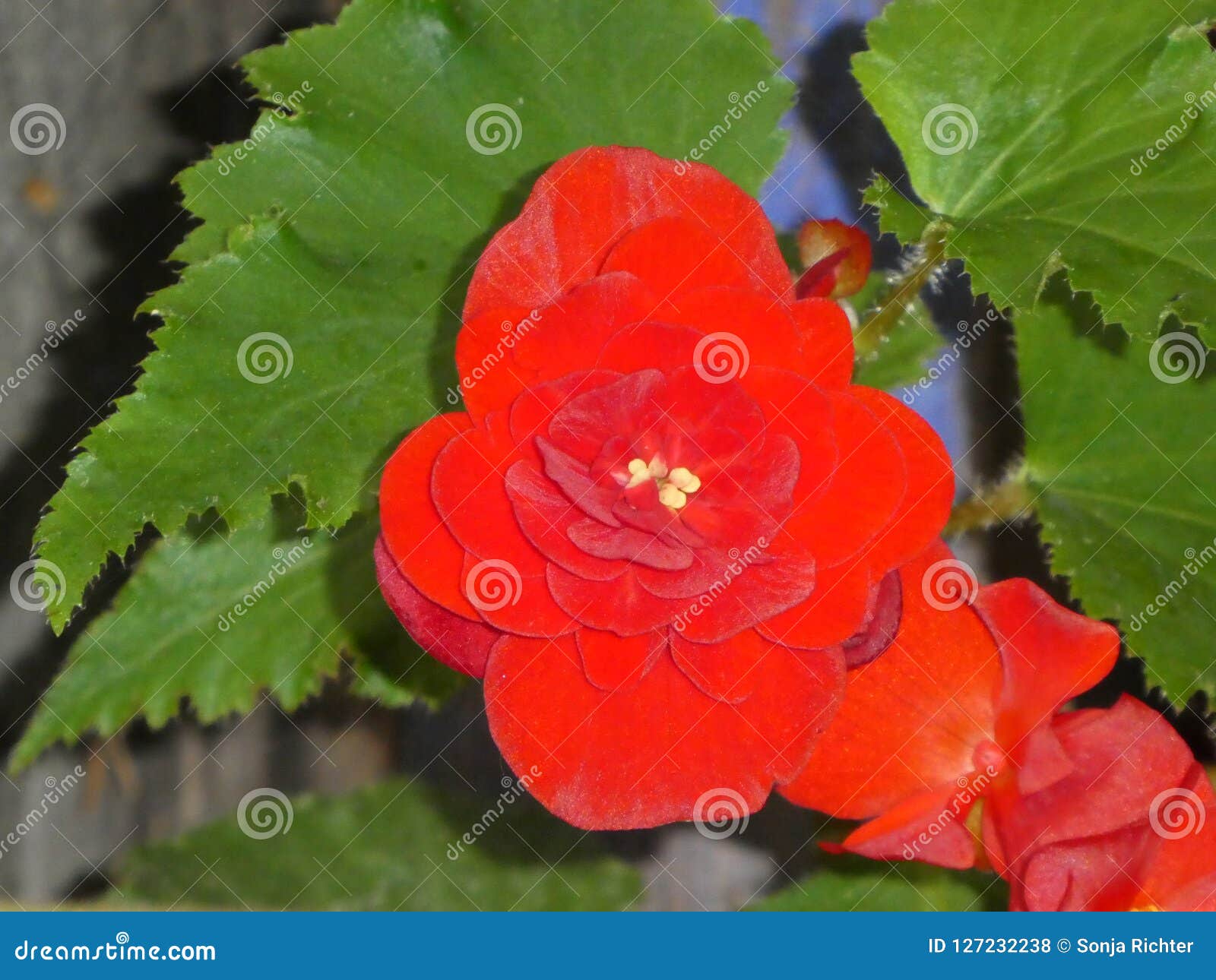 Flor Rojo De Una Flor De La Begonia Foto de archivo - Imagen de flor,  planta: 127232238