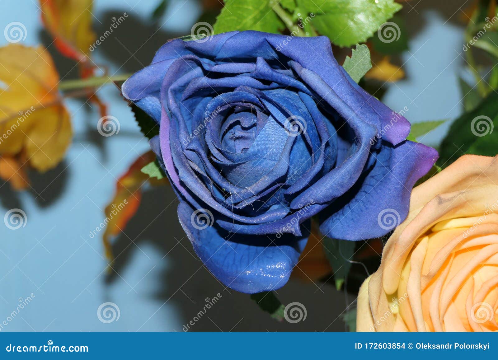 Flor Rosa Azul Pétalos Hermosos Y Color Delicado Foto de archivo - Imagen  de travieso, delicado: 172603854