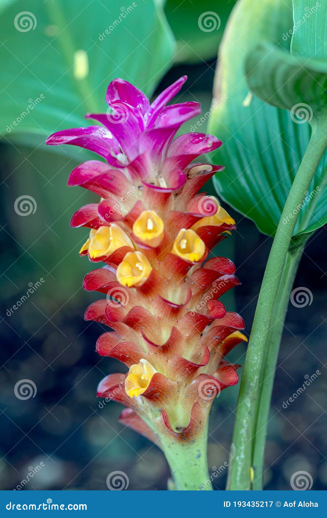 A Flor Rosa Curcuma Alismatifolia é Uma Planta Tropical Nativa Do Mundo E,  Em Algum Momento, Chama-se Siam Tulip Ou Tulipa De Verã Imagem de Stock -  Imagem de atendimento, beleza: 193435217