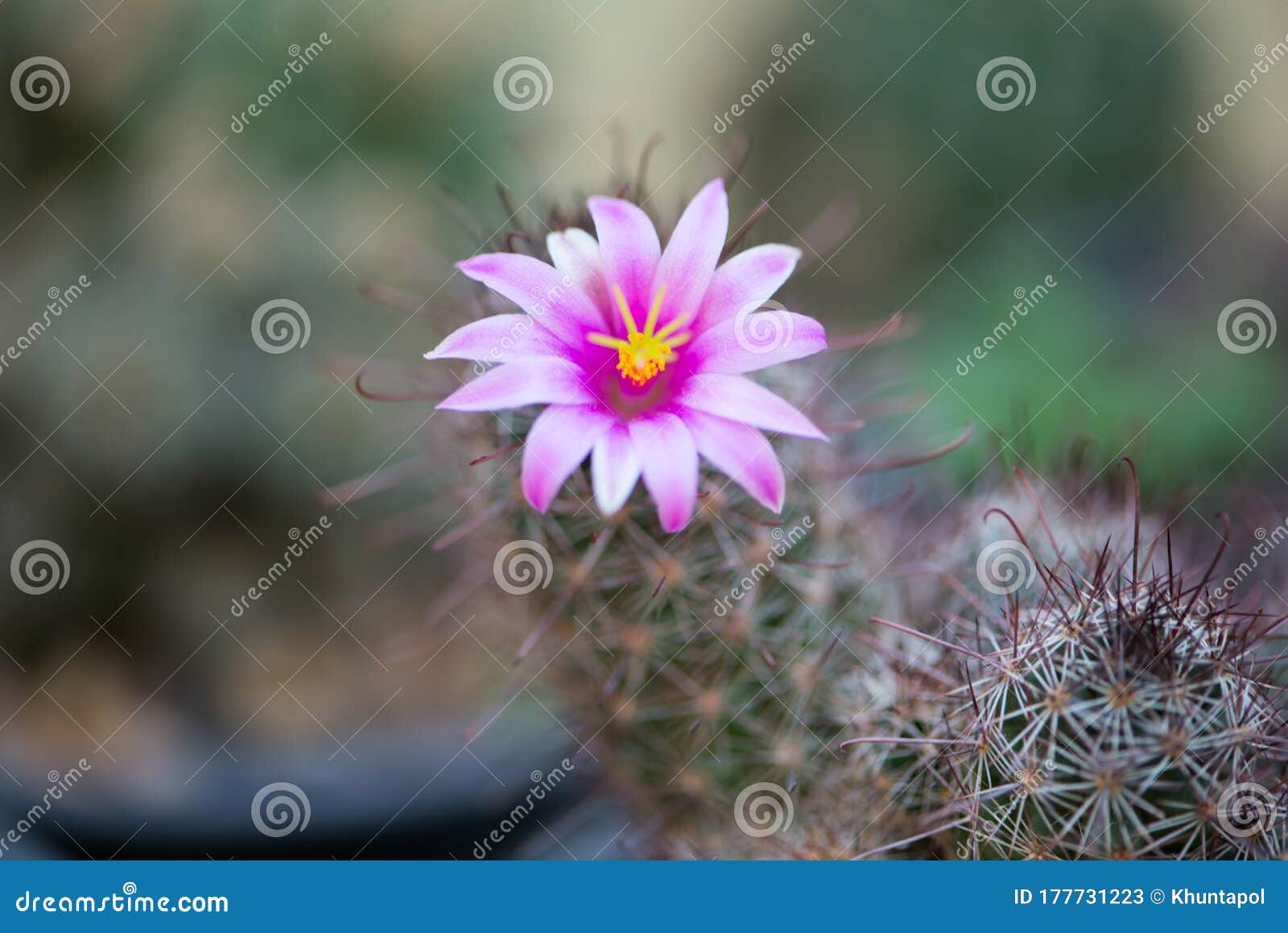 Flor Rosa De Cactus En El Jardín Imagen de archivo - Imagen de terrario, sostenido: 177731223 Flor Rosa De Cactus En El Jardín Imagen de archivo - Imagen de terrario, sostenido: 177731223