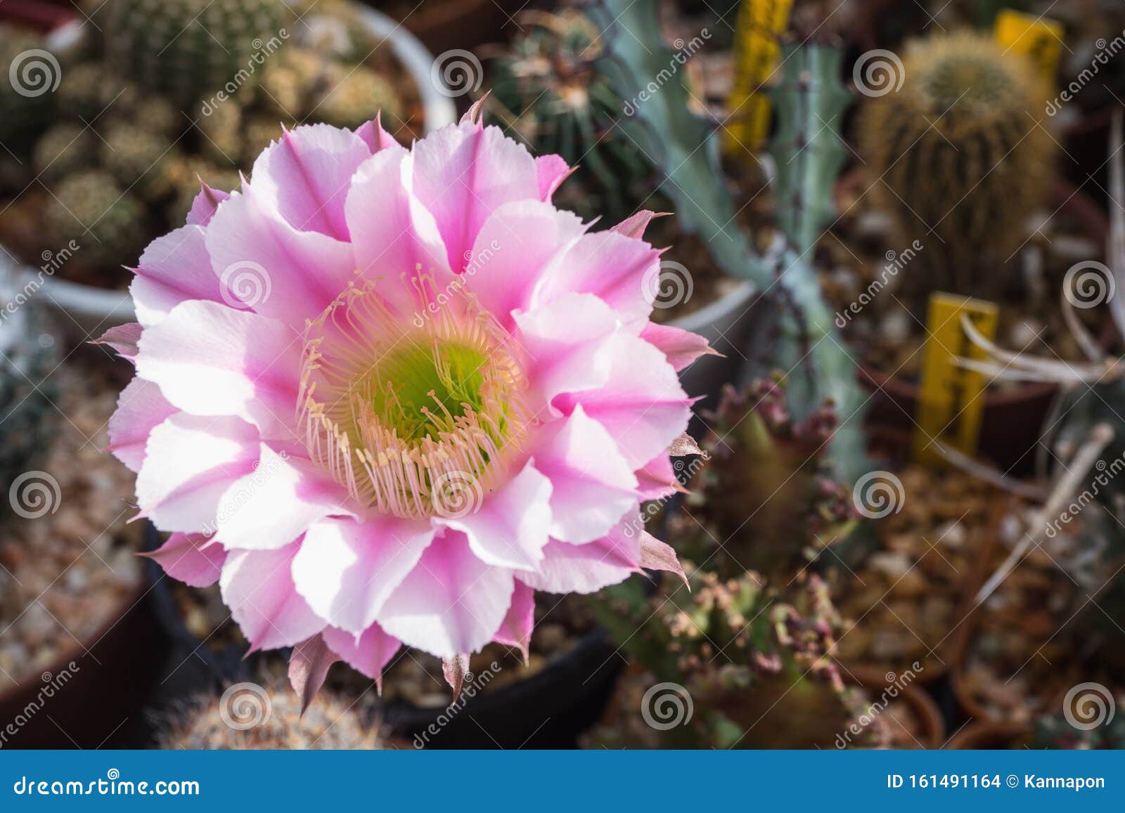 Flor Rosa De Cactus De Equinopsis Foto de archivo - Imagen de rosa, verano:  161491164