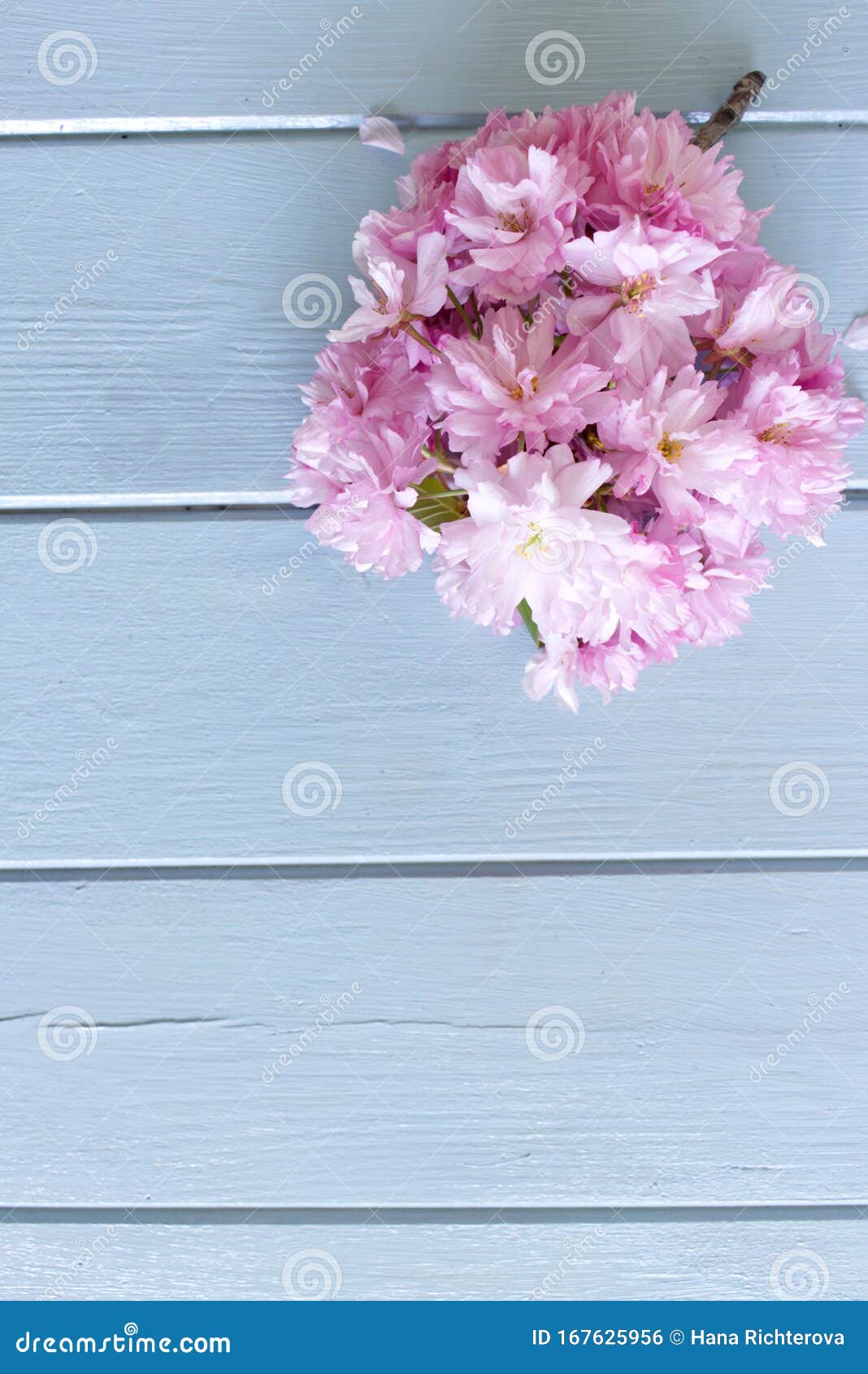 Flor Rosa De Sakura En Una Mesa Azul Rústica De Madera Flores En Flor De  Cerezo Sobre Fondo Vintage Con Lugar Para Texto Foto de archivo - Imagen de  cereza, huerta: 167625956