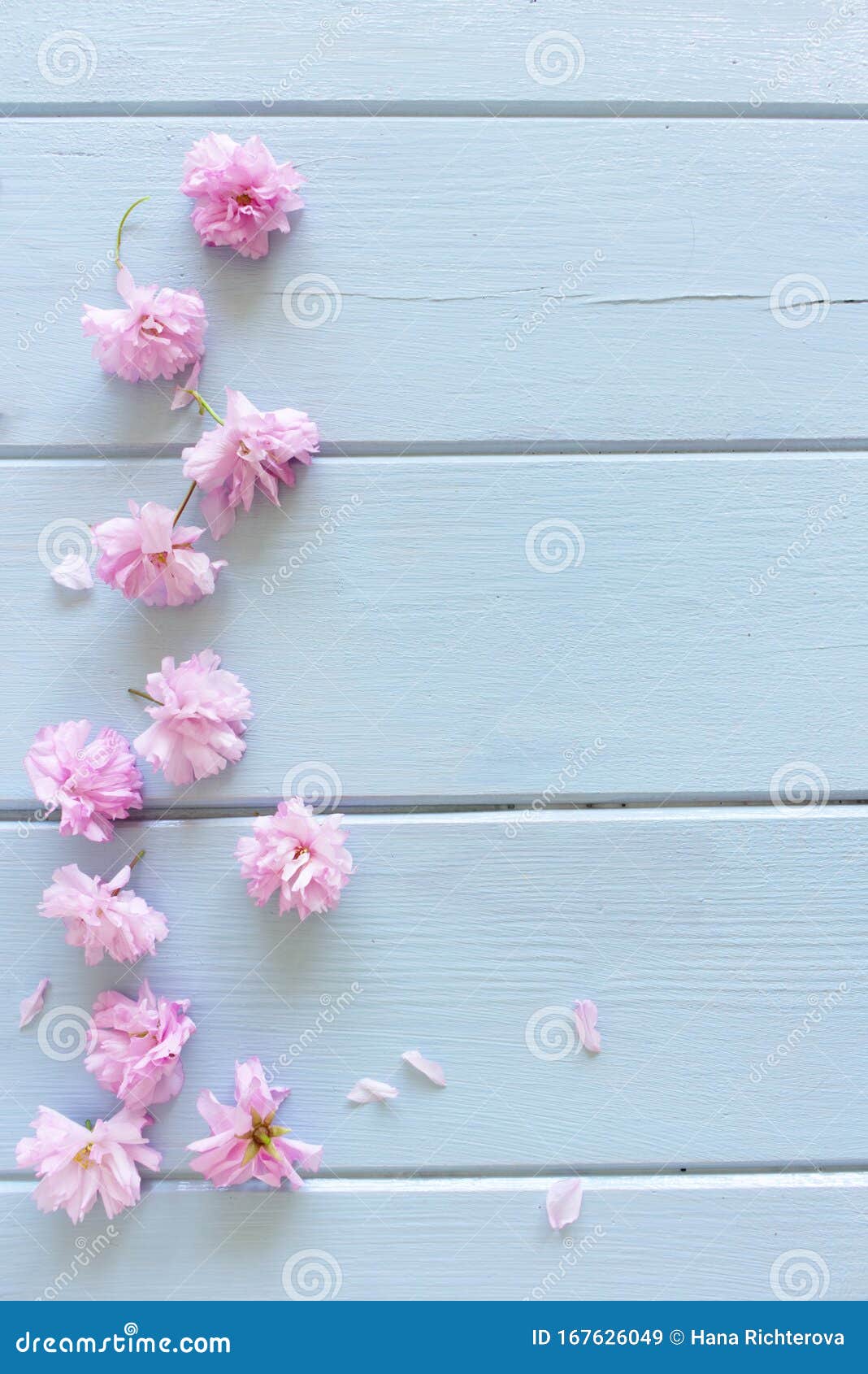 Flor Rosa De Sakura En Una Mesa Azul Rústica De Madera Flores En Flor De  Cerezo Sobre Fondo Vintage Con Lugar Para Texto Imagen de archivo - Imagen  de marco, belleza: 167626049