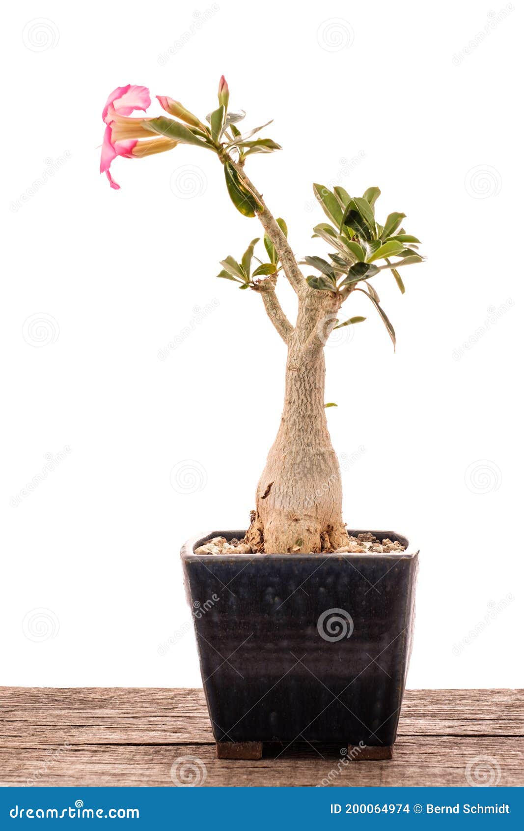 Flor Rosa Rosa-rosa De Uma árvore Bonsai Foto de Stock - Imagem de flor,  bonsai: 200064974